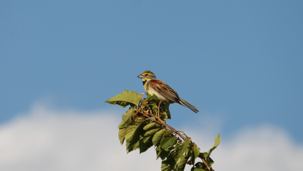Dickcissel (Spiza americana)