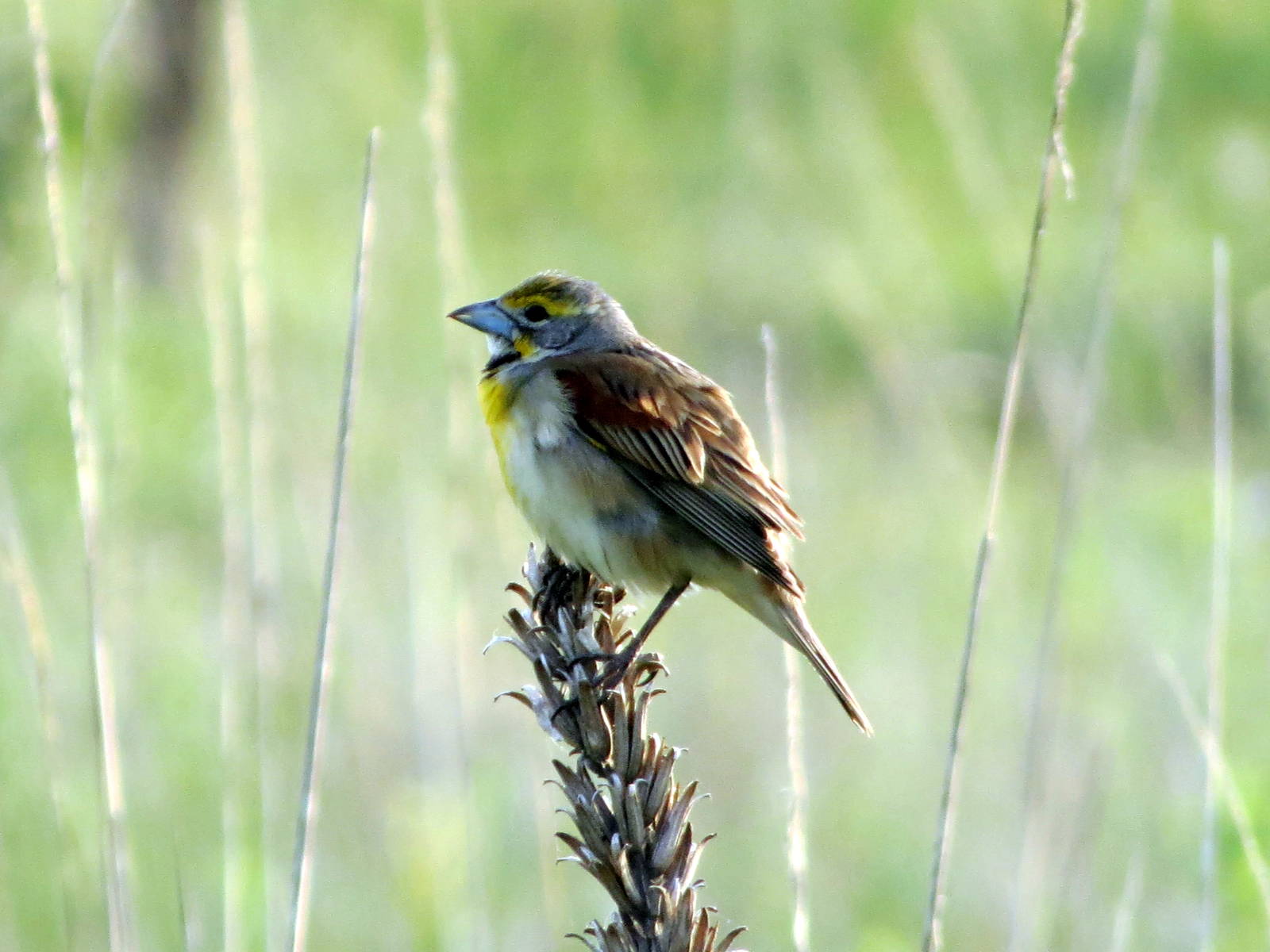 Dickcissel