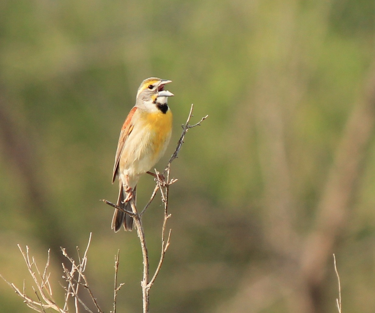 Dickcissel