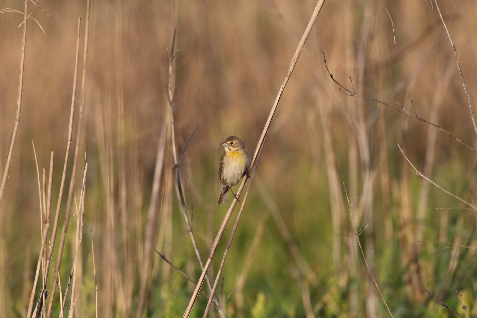 Dickcissel