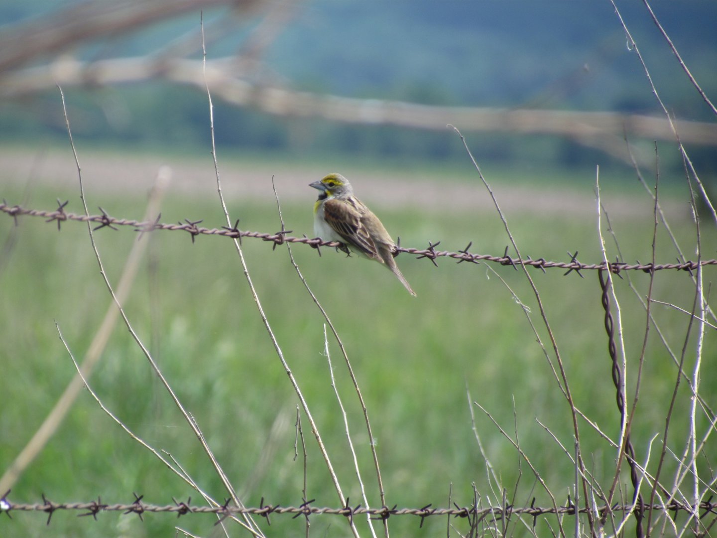 Dickcissel