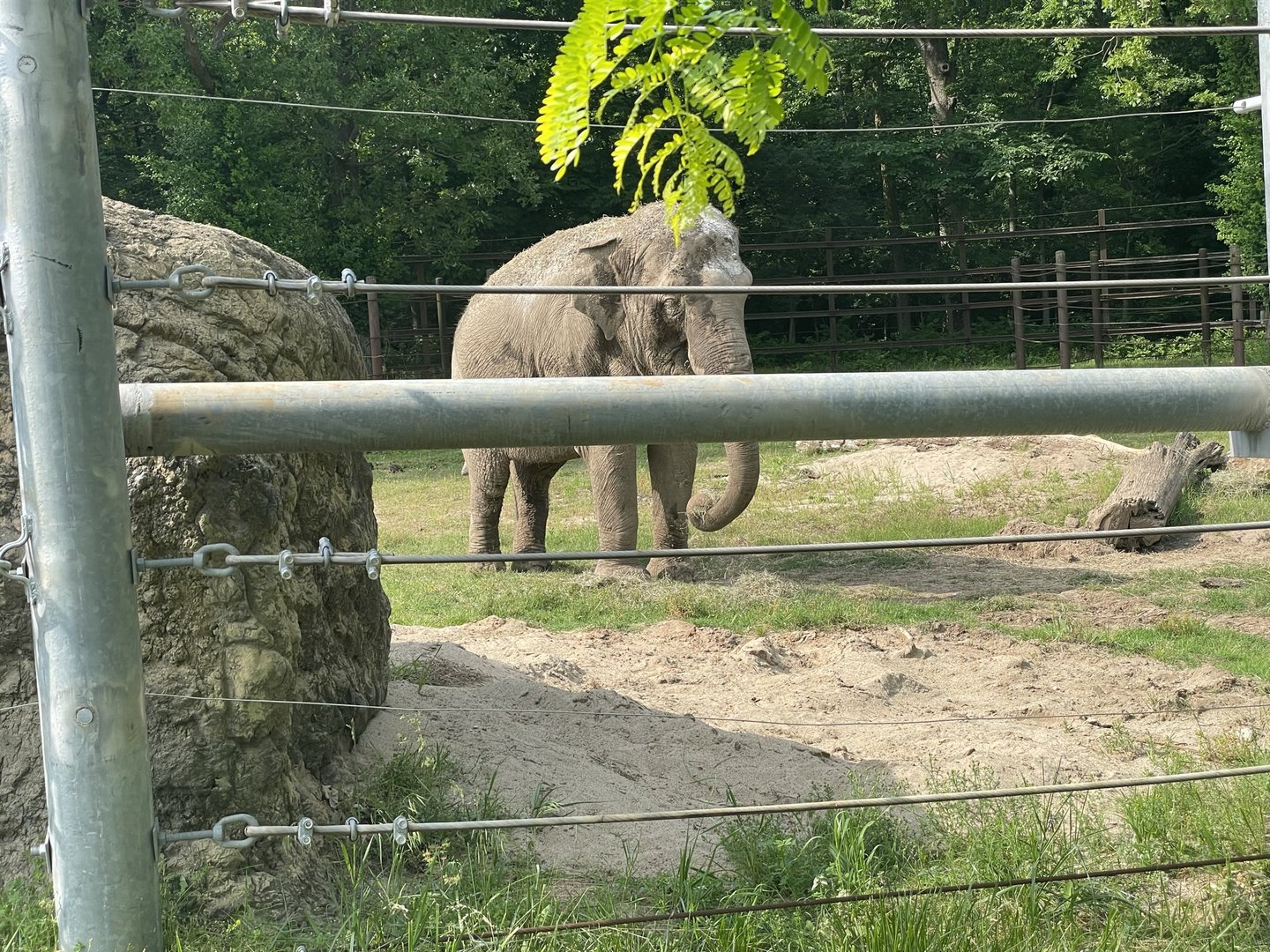 Dickerson Park Zoo-- Asian Elephant