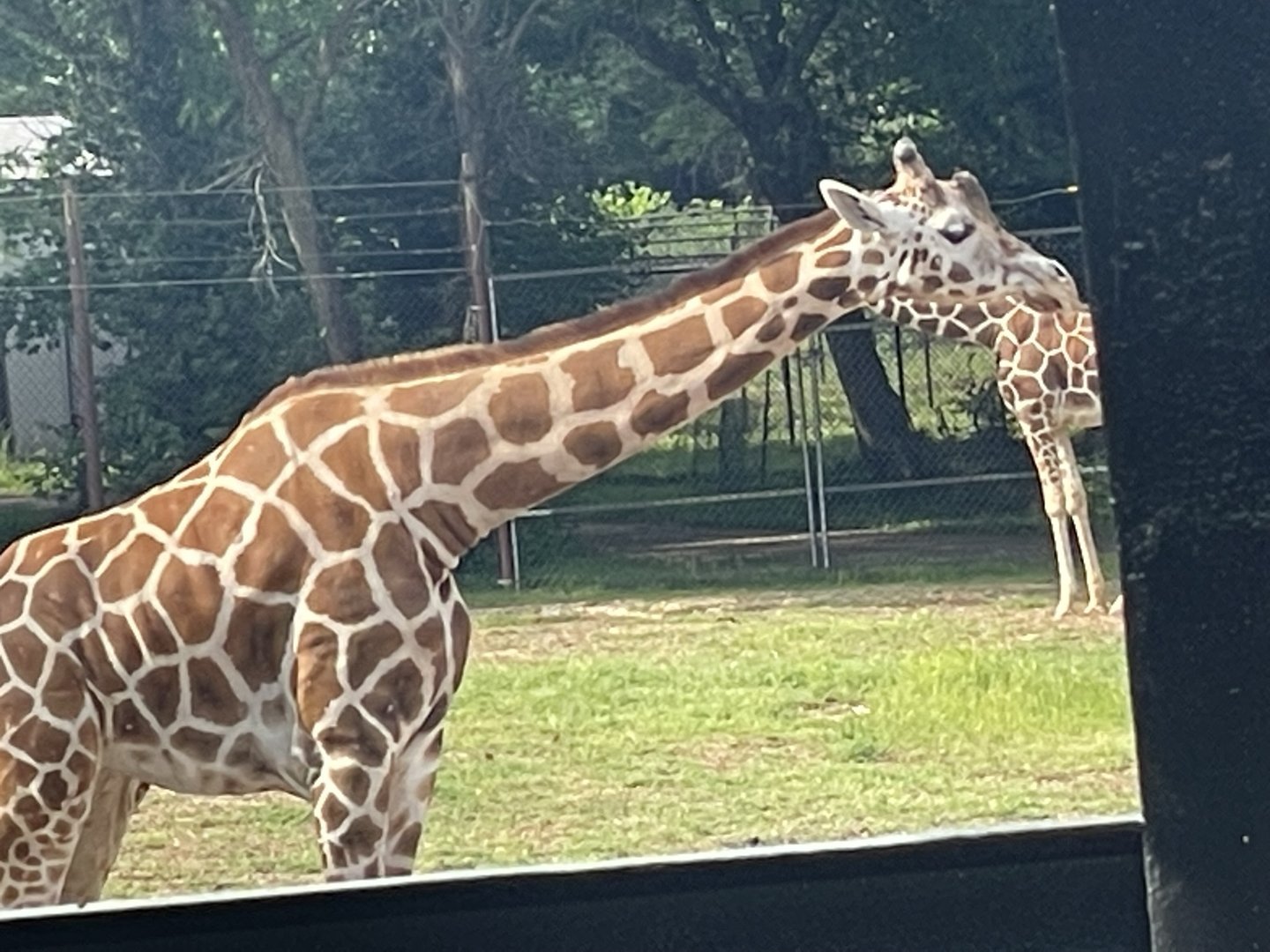 Dickerson Park Zoo-- "Baringo" Giraffe