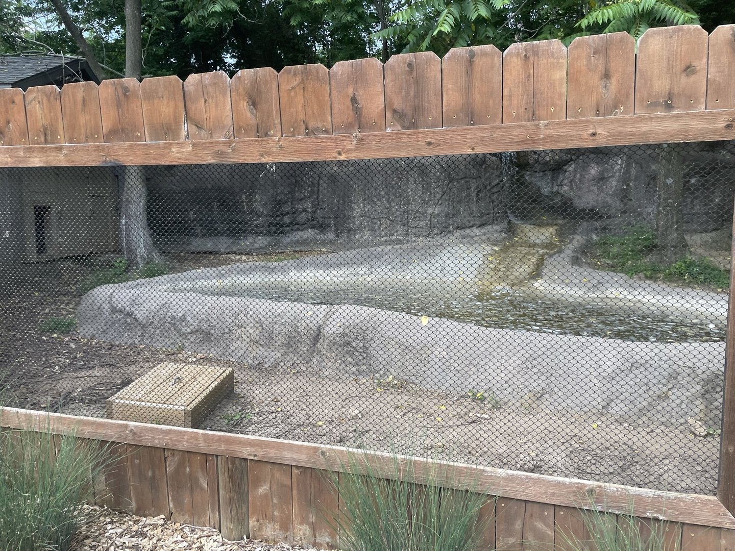 Dickerson Park Zoo-- Chacoan Peccary Secondary Viewing