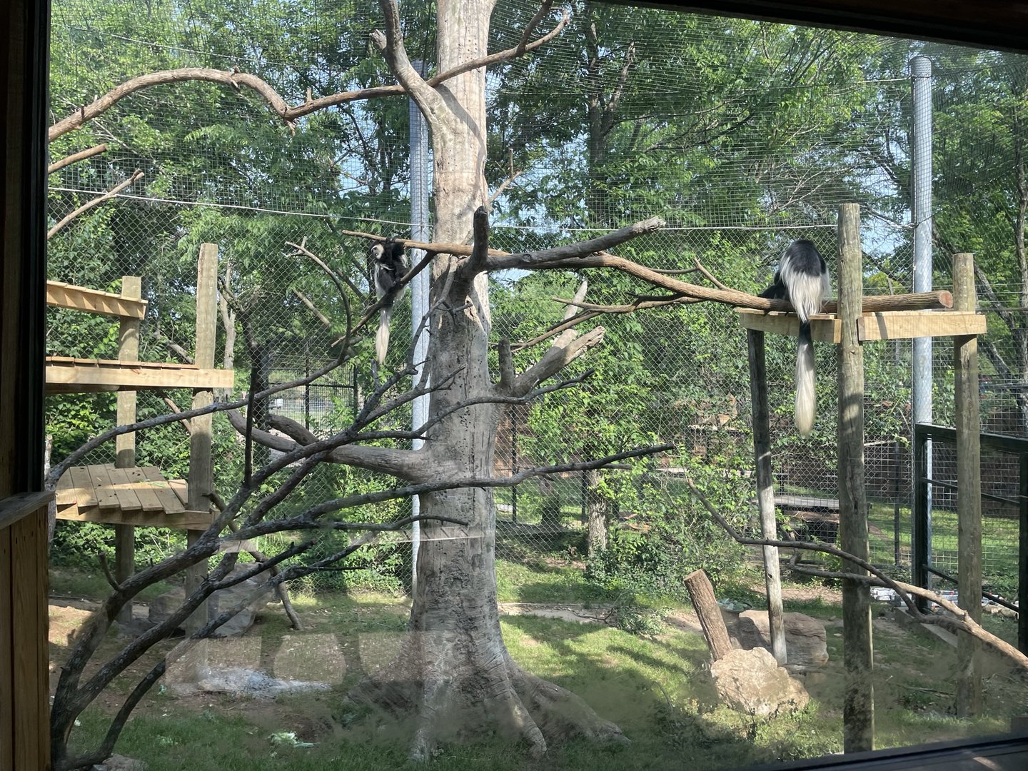 Dickerson Park Zoo-- Colobus Monkey Enclosure