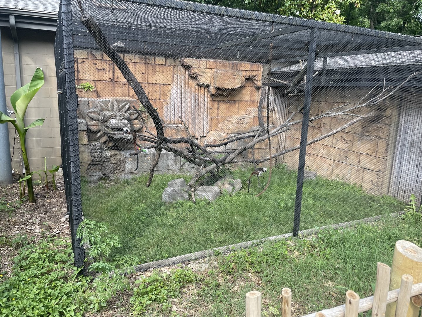 Dickerson Park Zoo-- Cotton-Top Tamarin Exhibit