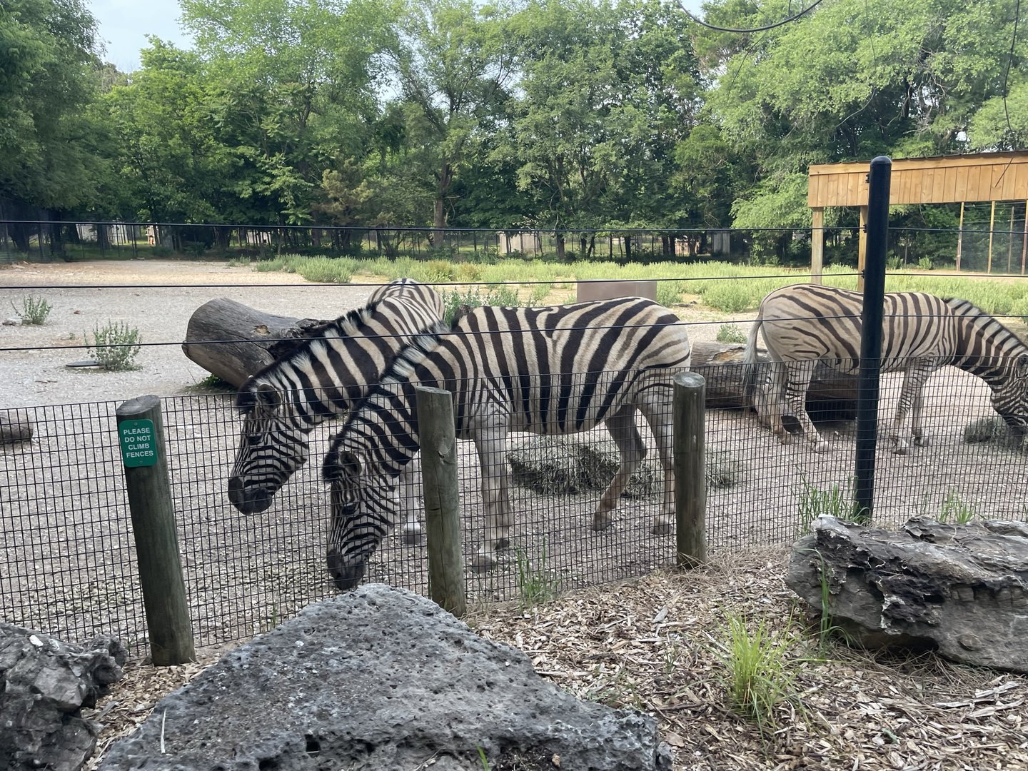 Dickerson Park Zoo-- Damara Zebras