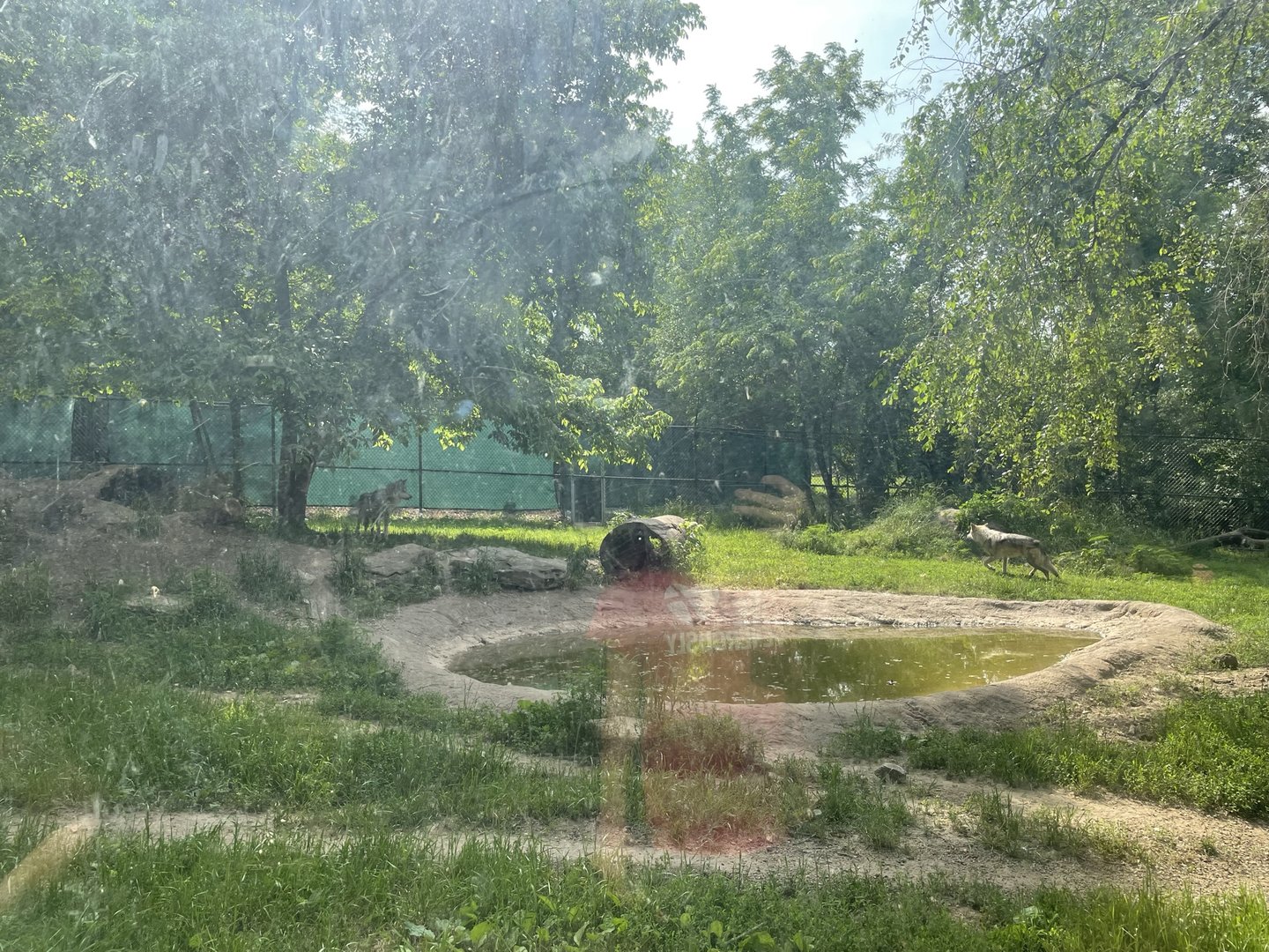Dickerson Park Zoo-- Mexican Gray Wolf Enclosure