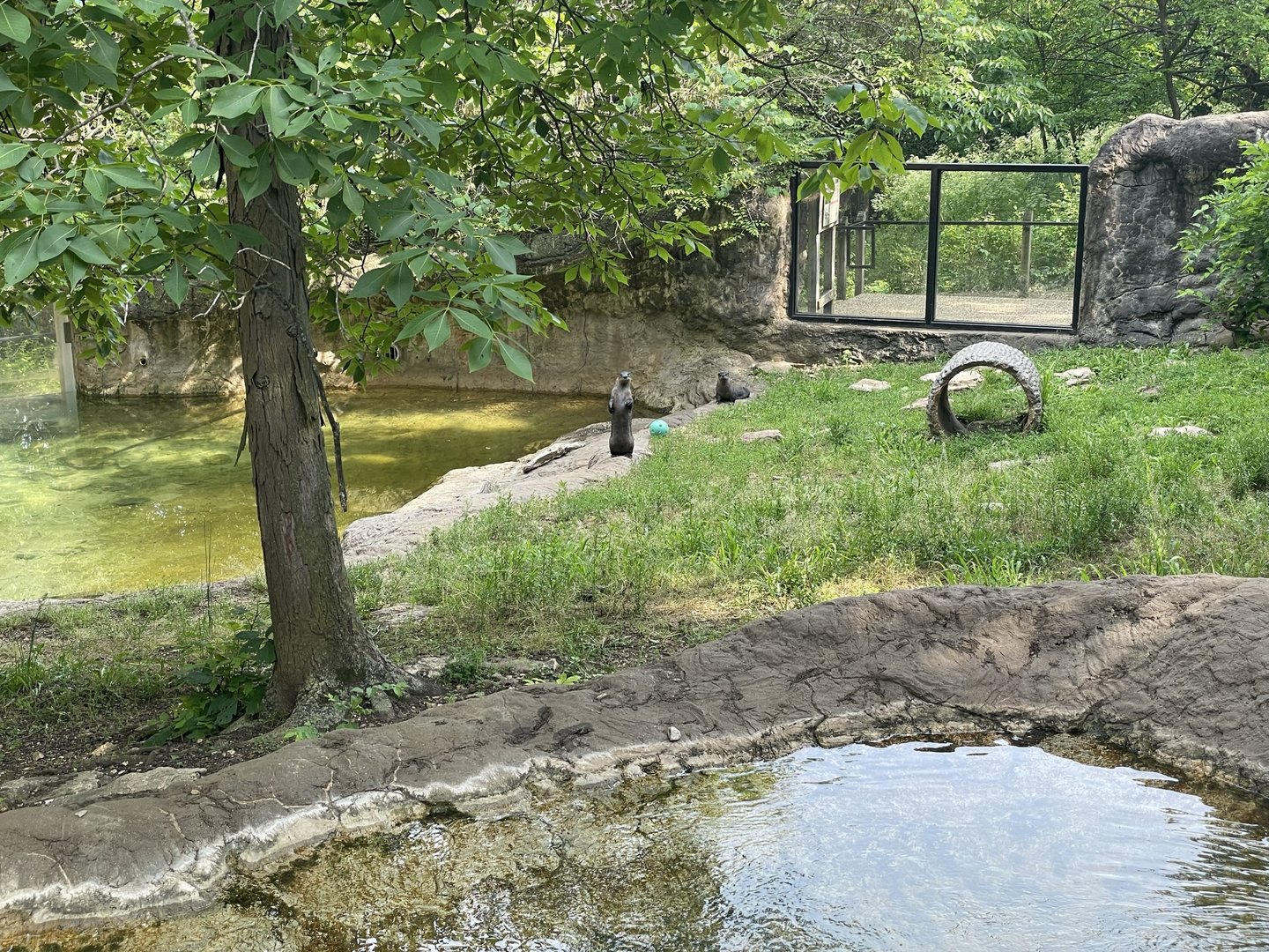 Dickerson Park Zoo-- North American River Otter Enclosure