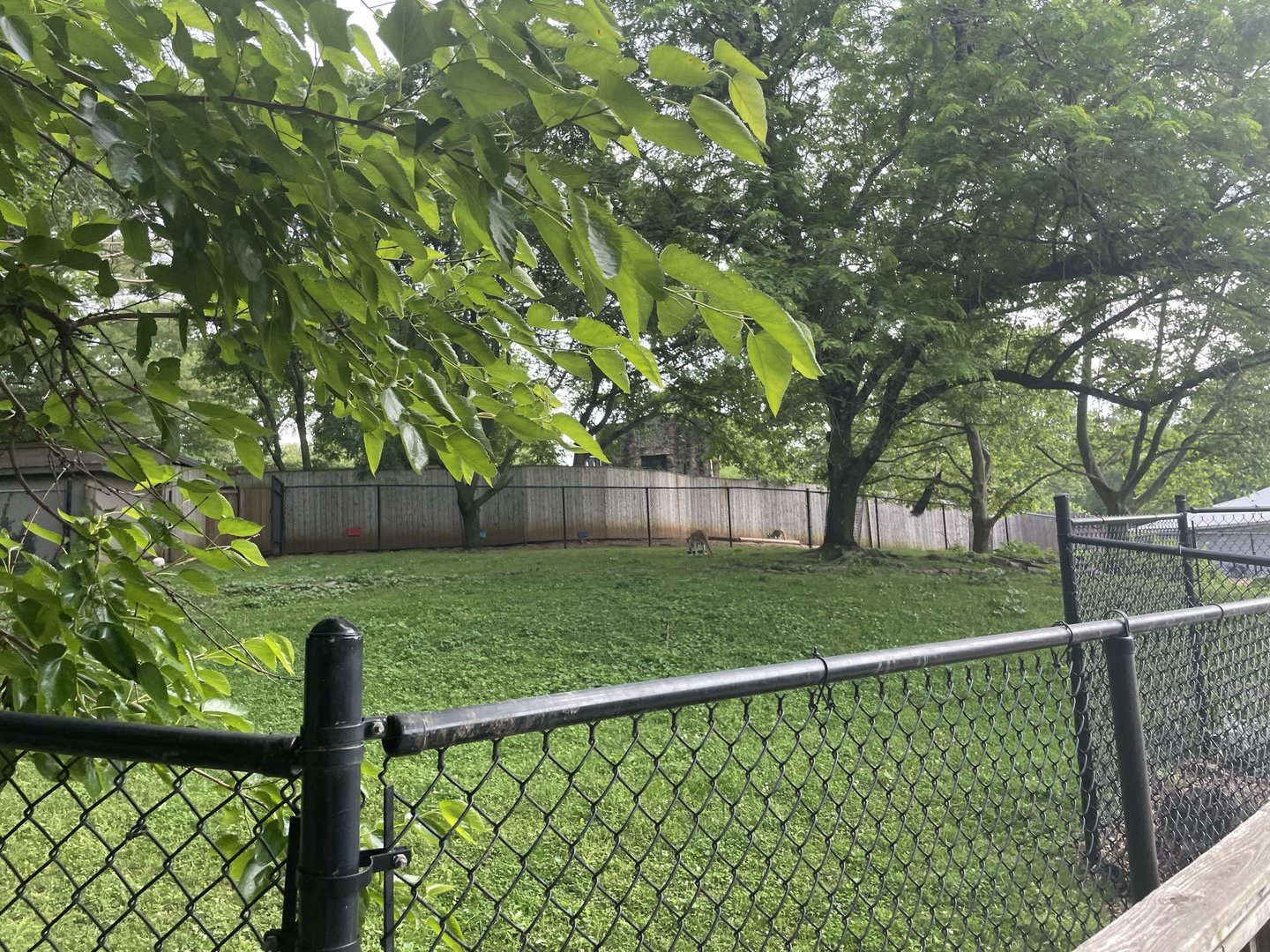 Dickerson Park Zoo-- Red Kangaroo Exhibit