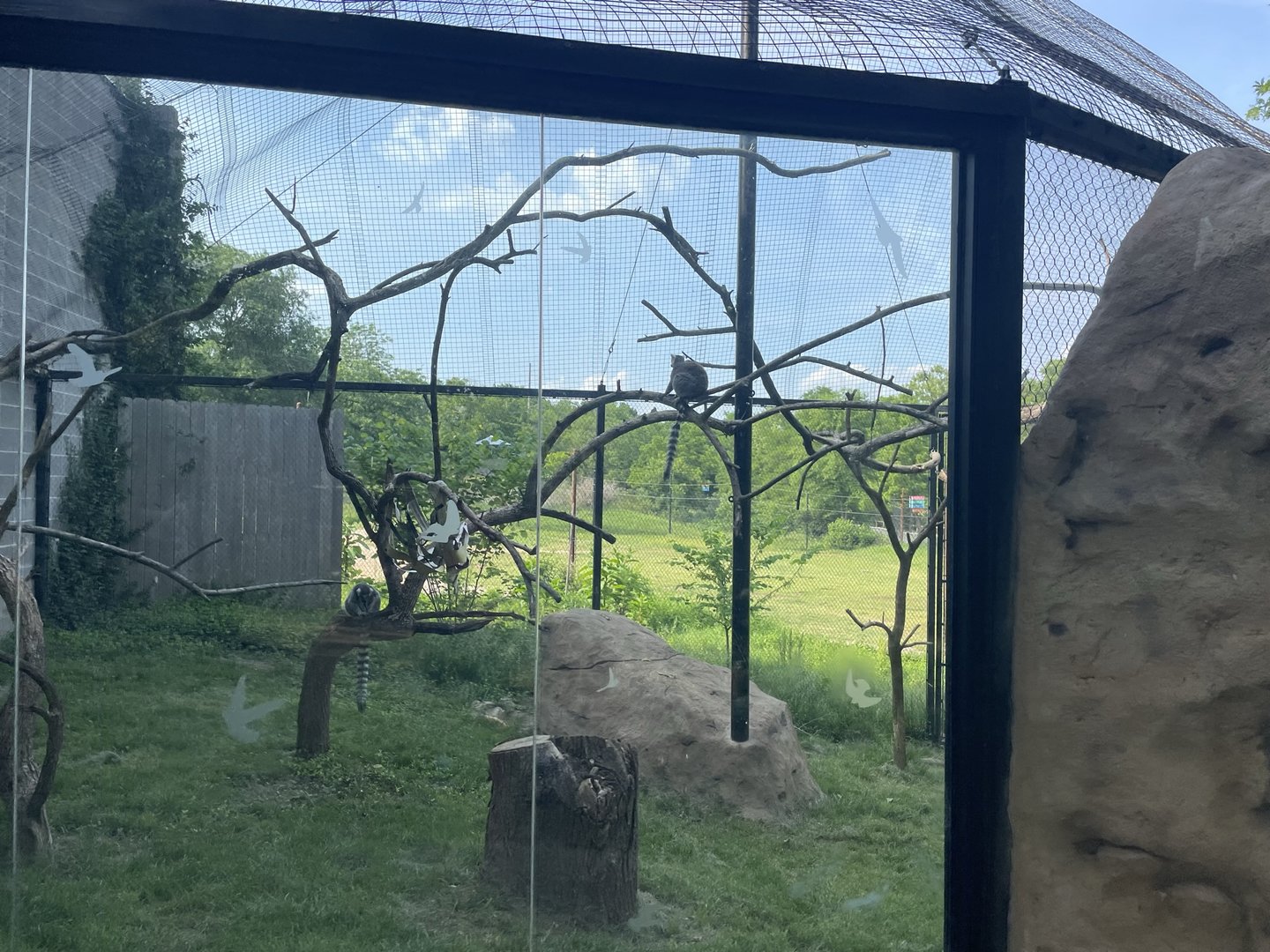 Dickerson Park Zoo-- Ring-Tailed Lemur Enclosure