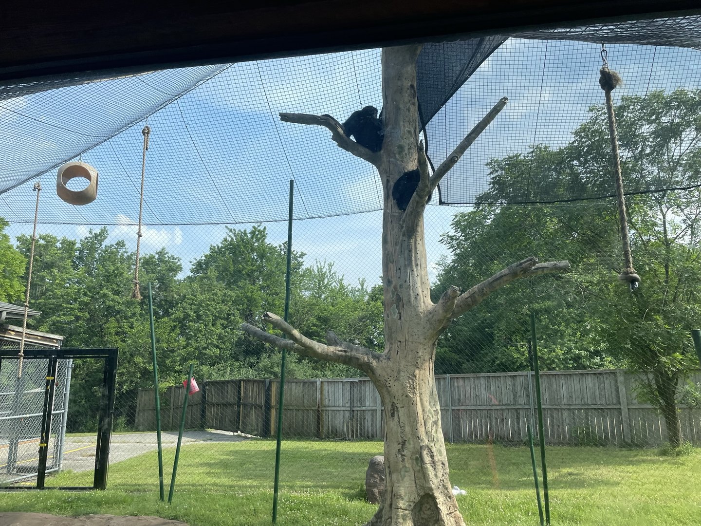 Dickerson Park Zoo-- Siamang Enclosure