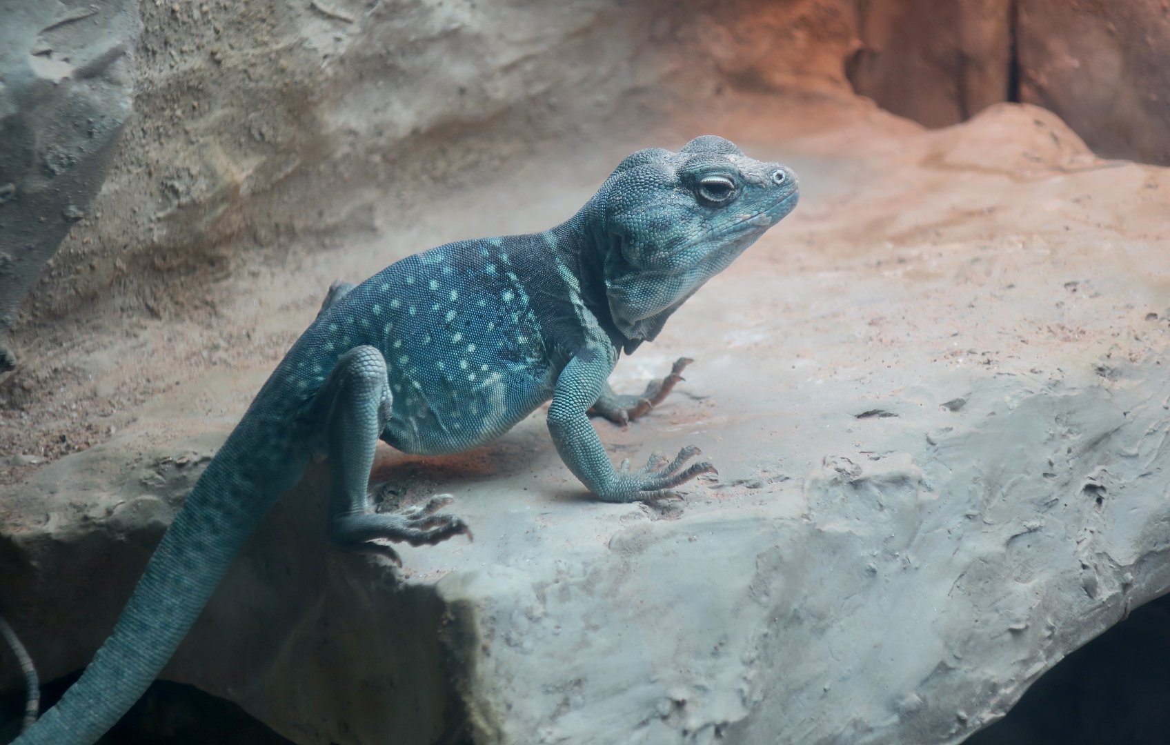 Dickerson's Collared Lizard (Crotaphytus dickersonae)