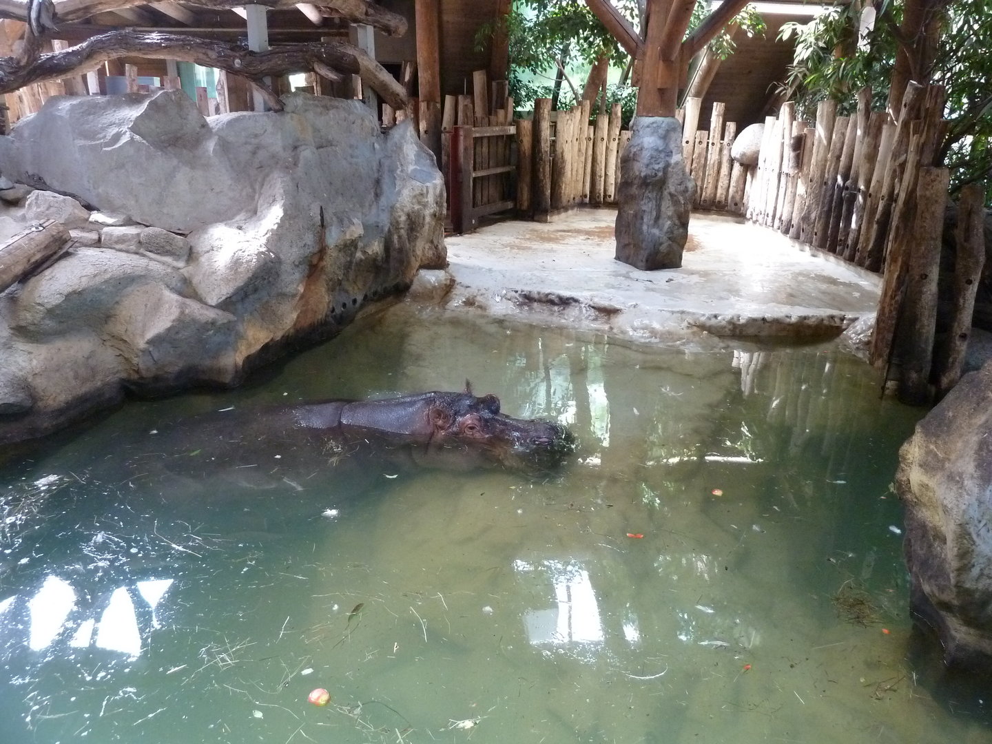 Dickhäuterhaus - Hippo enclosure