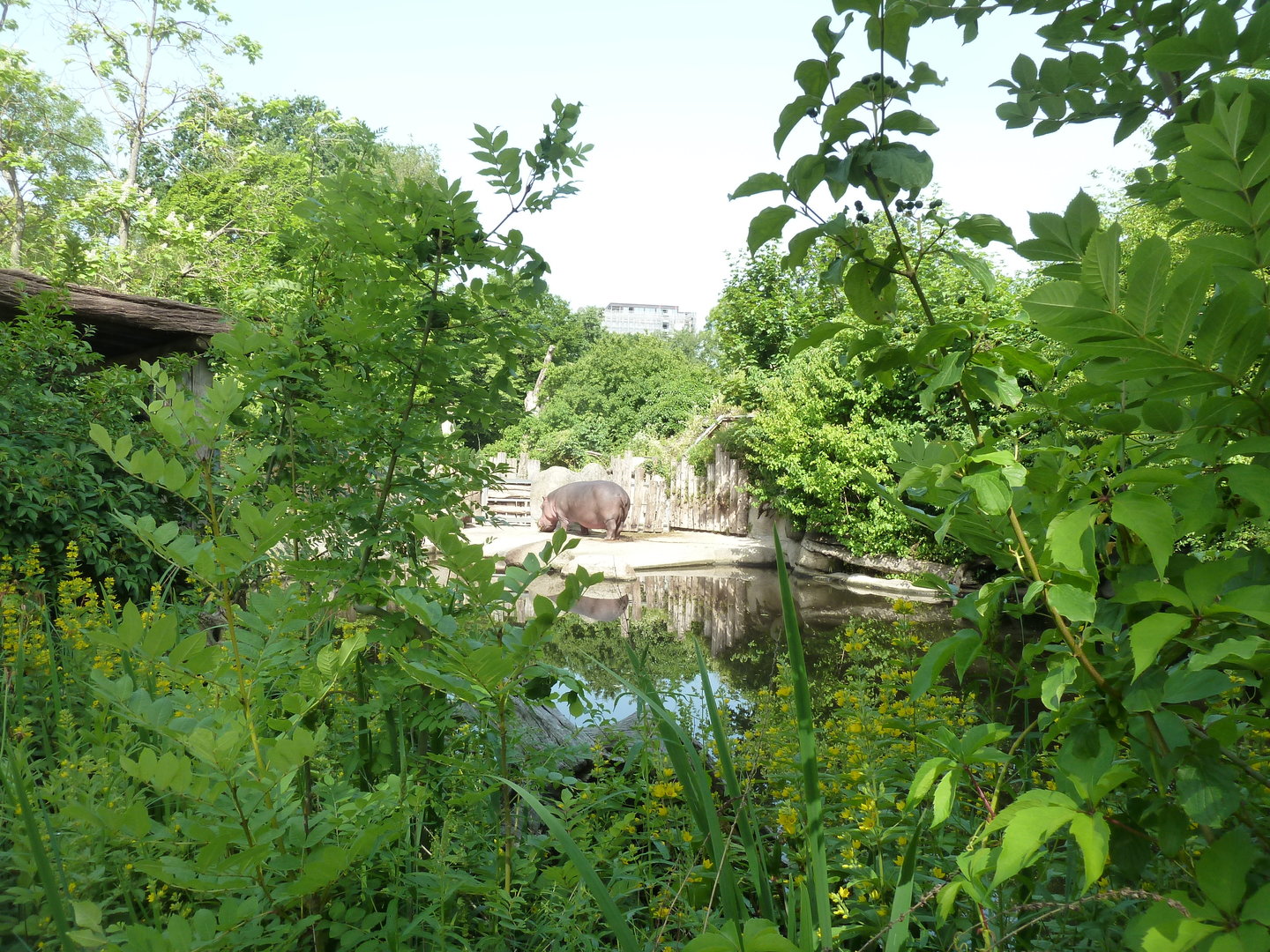 Dickhäuterhaus - Hippo pool