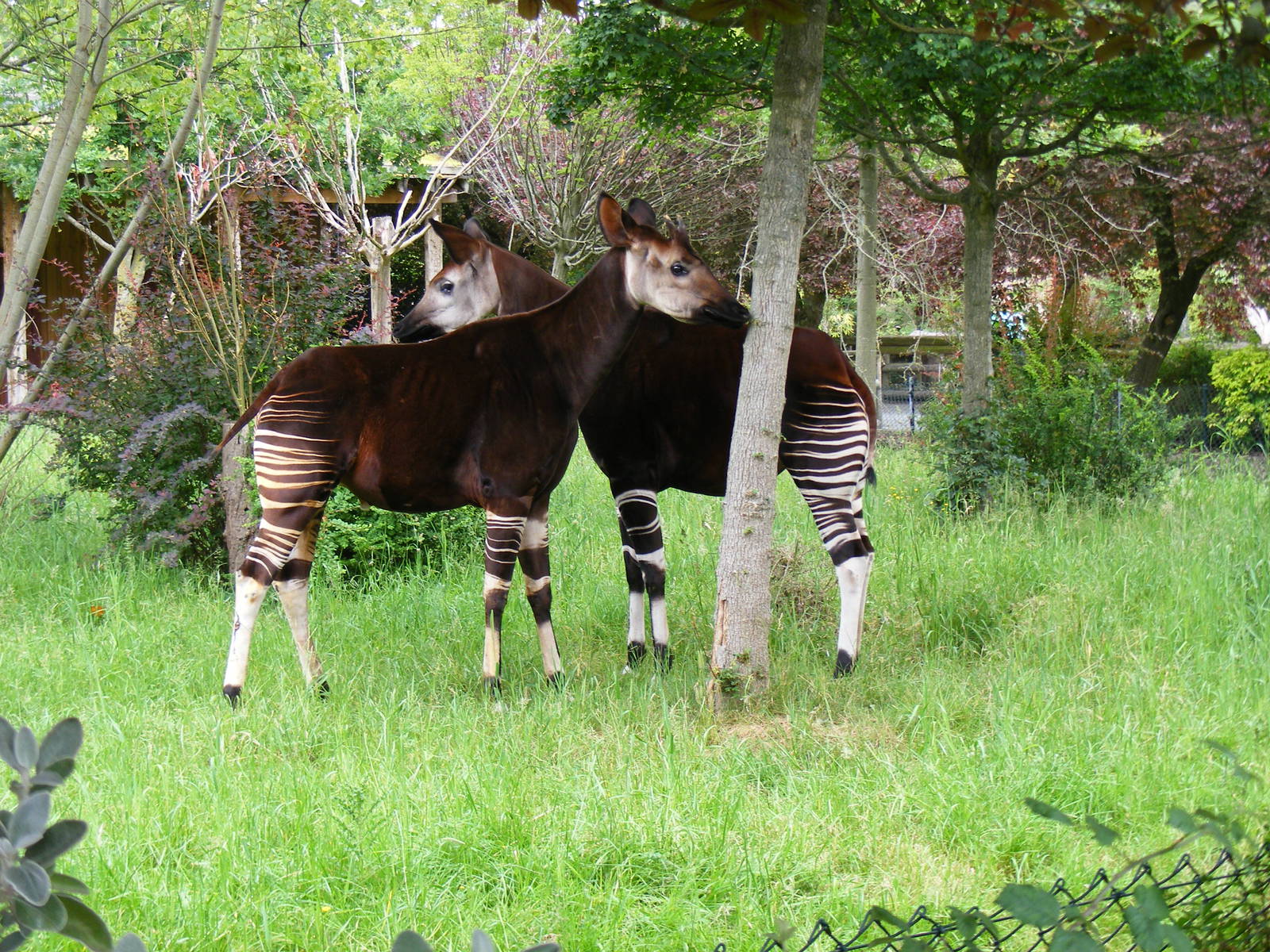 Dicky and Stuma the okapis at Chester Zoo, 15 June 2011