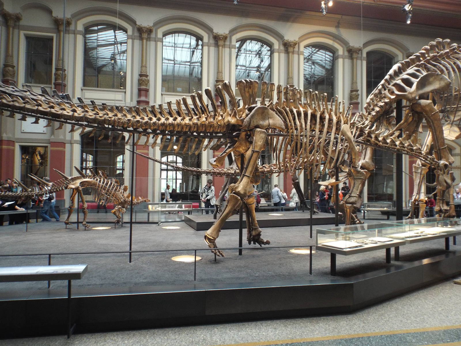 Dicraeosaurus hansemanni at Museum f?r Naturkunde, Berlin - April 9th 2014