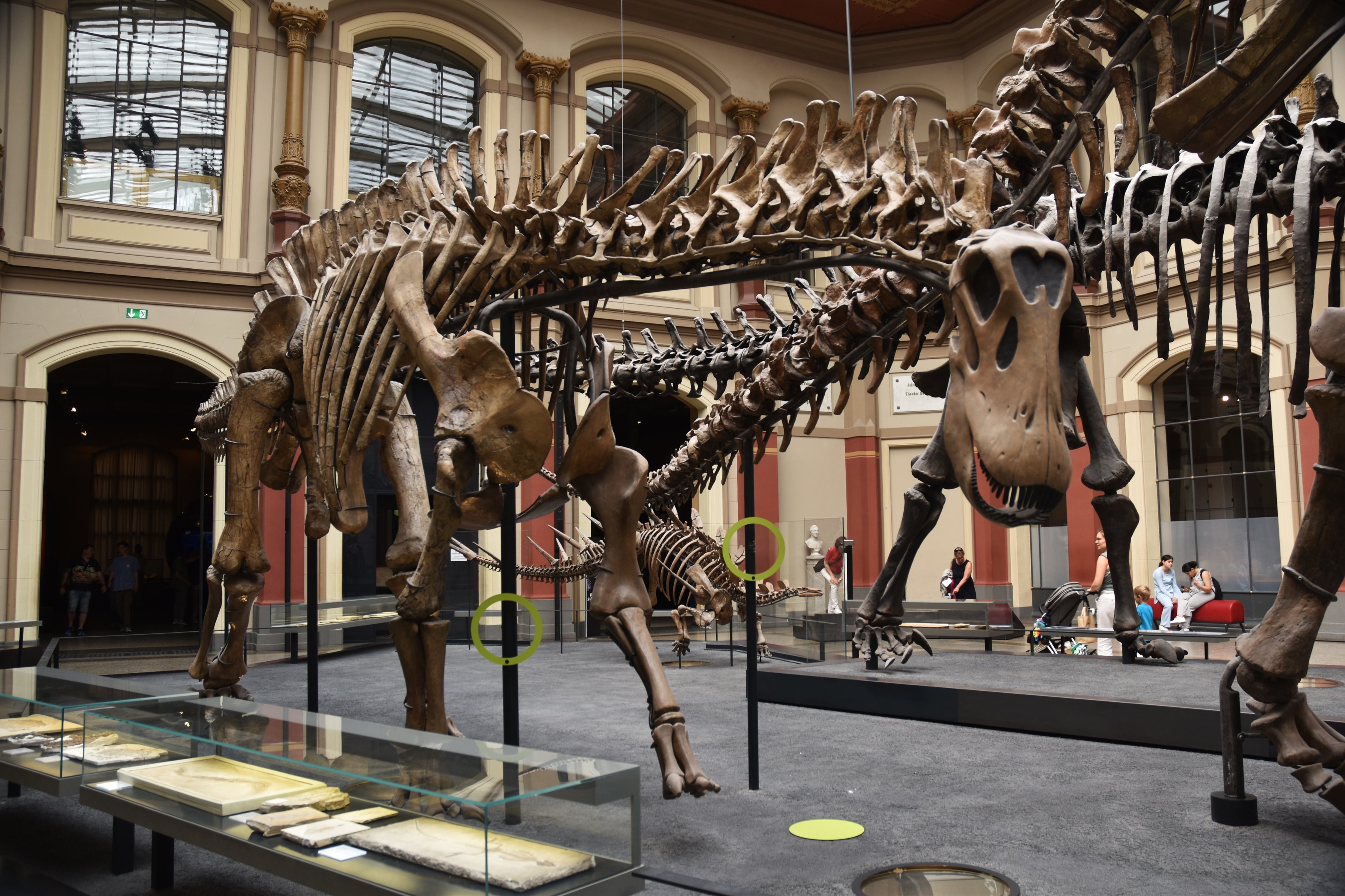 Dicraeosaurus Specimen, Museum für Naturkunde, Berlin, 7th June 2023