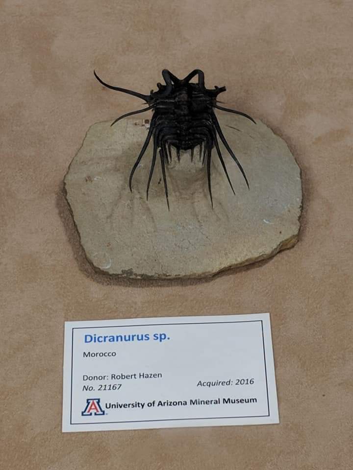 Dicranurus sp.