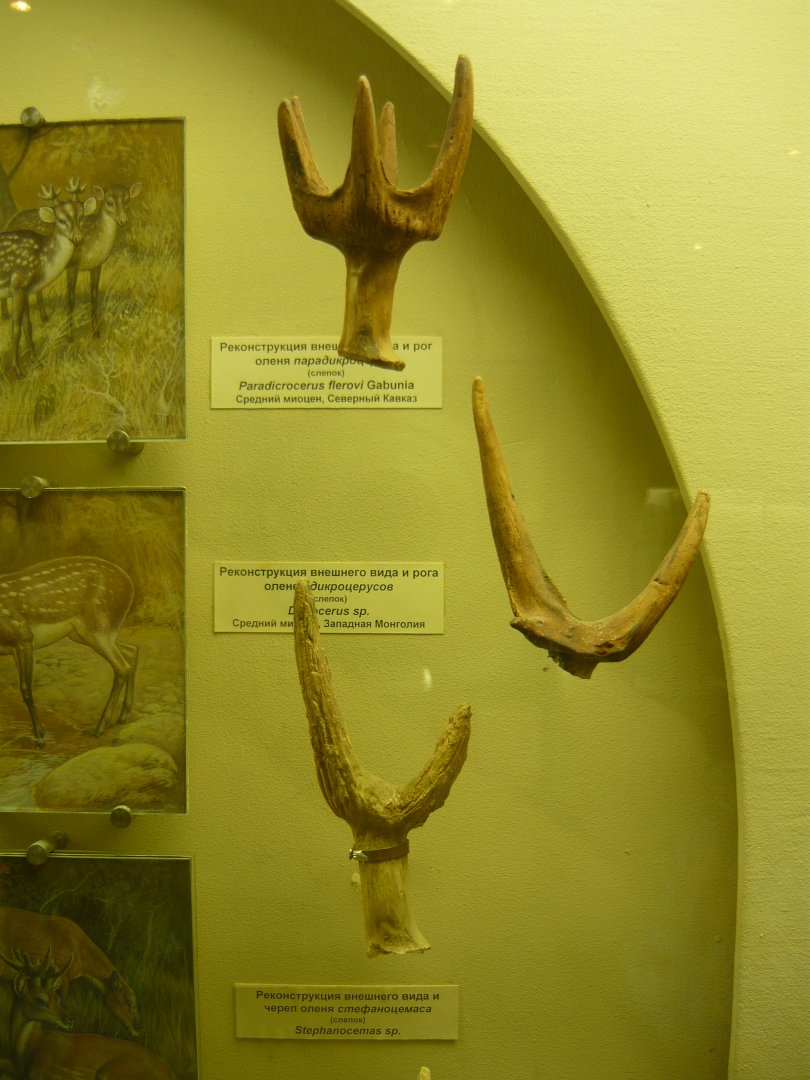 Dicrocerus sp. and Paradicrocerus flerovi antlers
