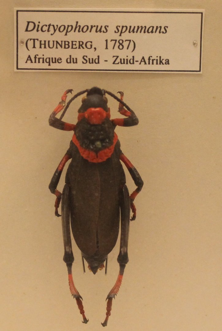 Dictyophorus spumans