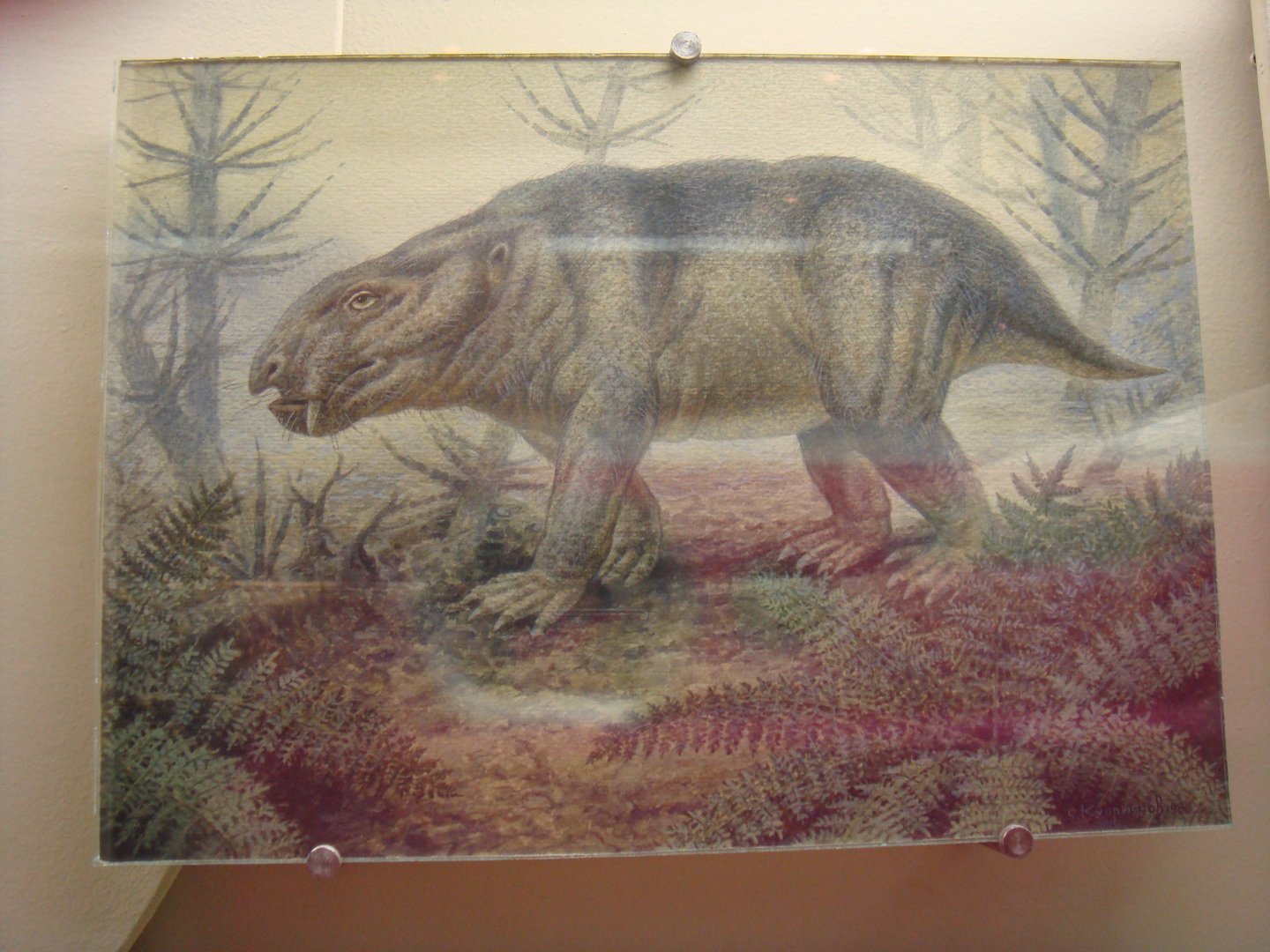 Dicynodon reconstruction