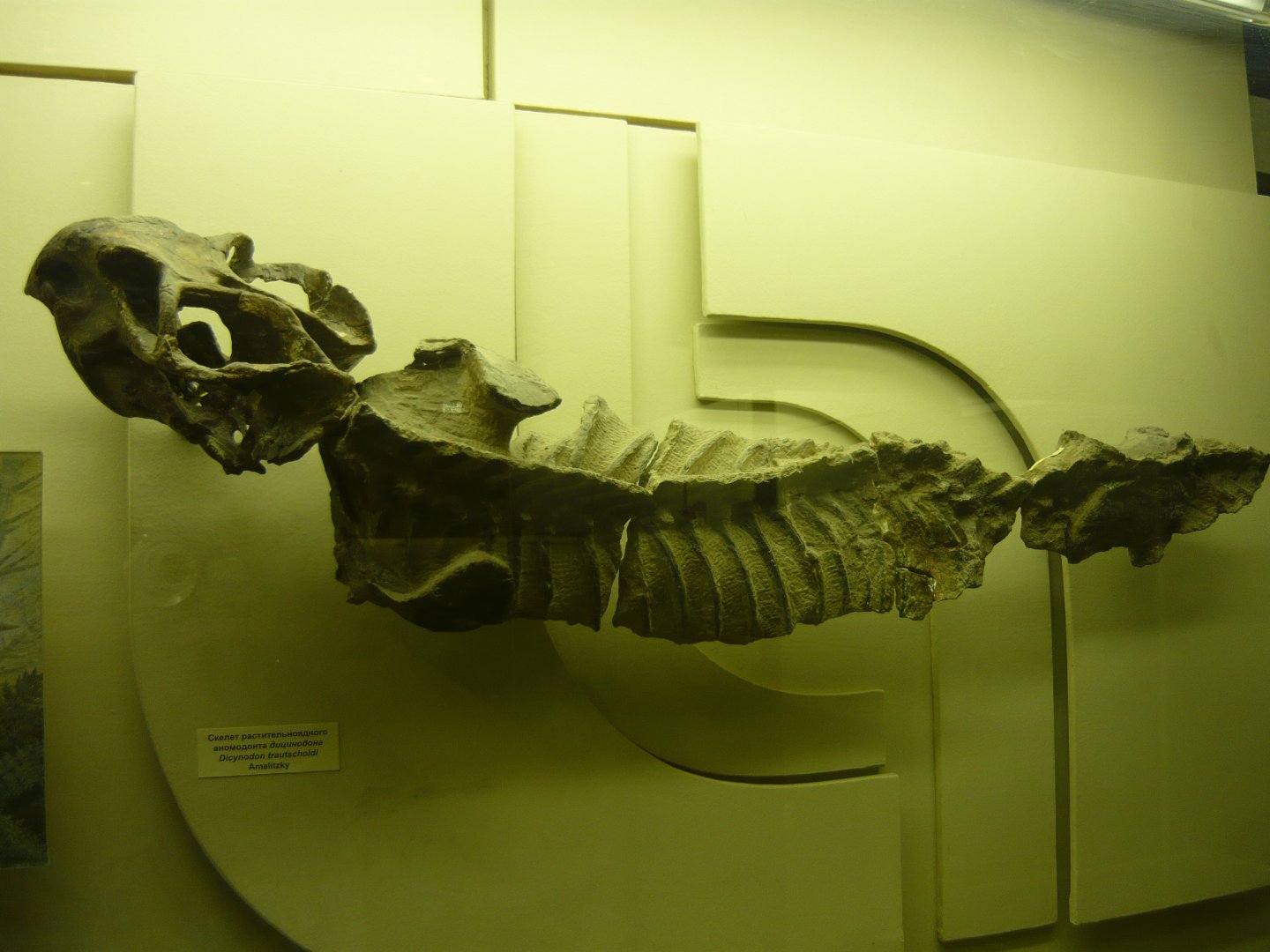 Dicynodon trautscholdi skeleton