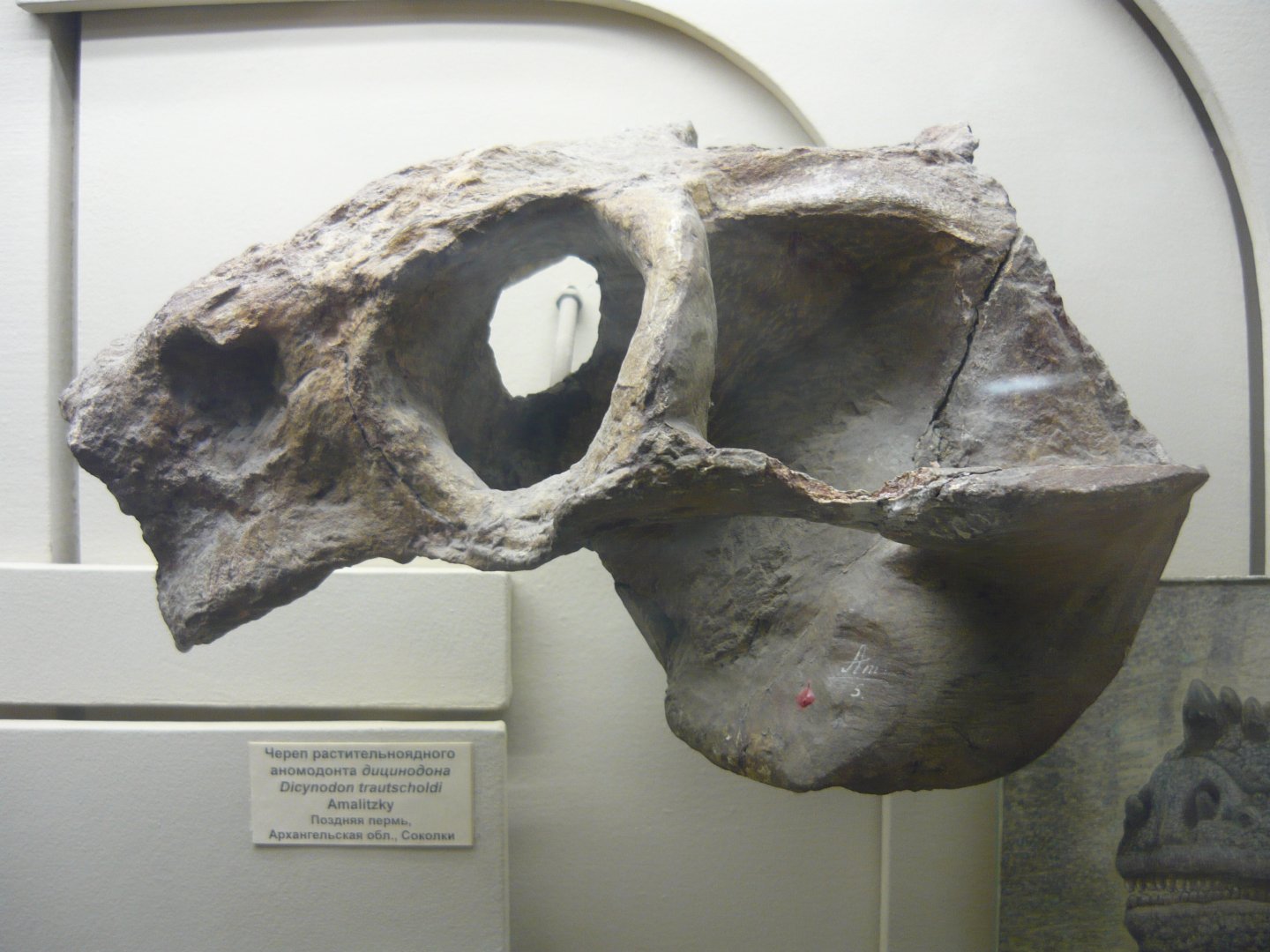 Dicynodon trautscholdi skull
