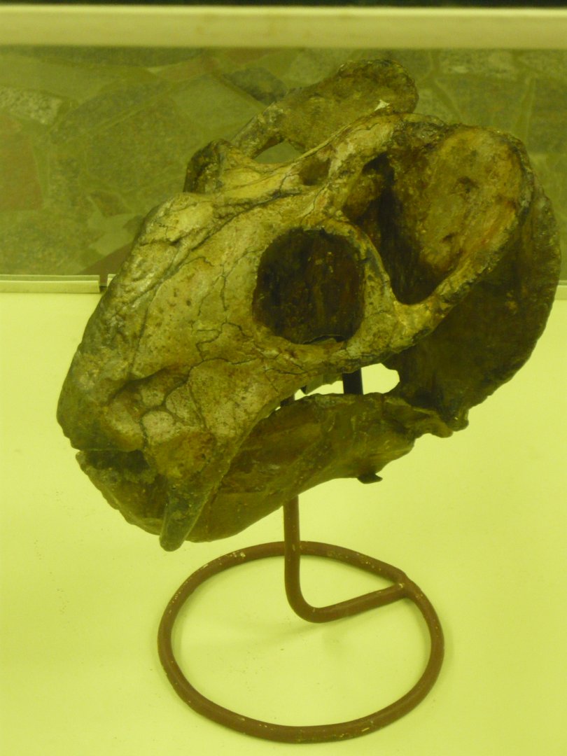 Dicynodon trautscholdi skull