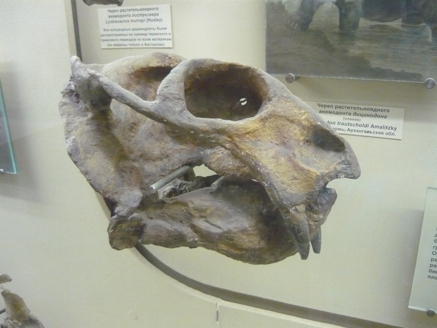 Dicynodon trautscholdi skull