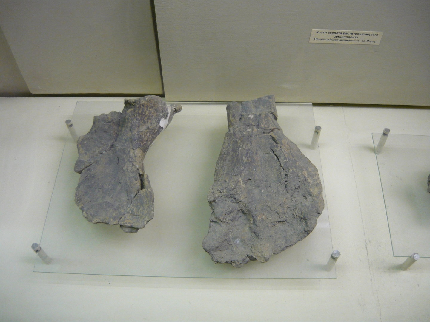 Dicynodont bones