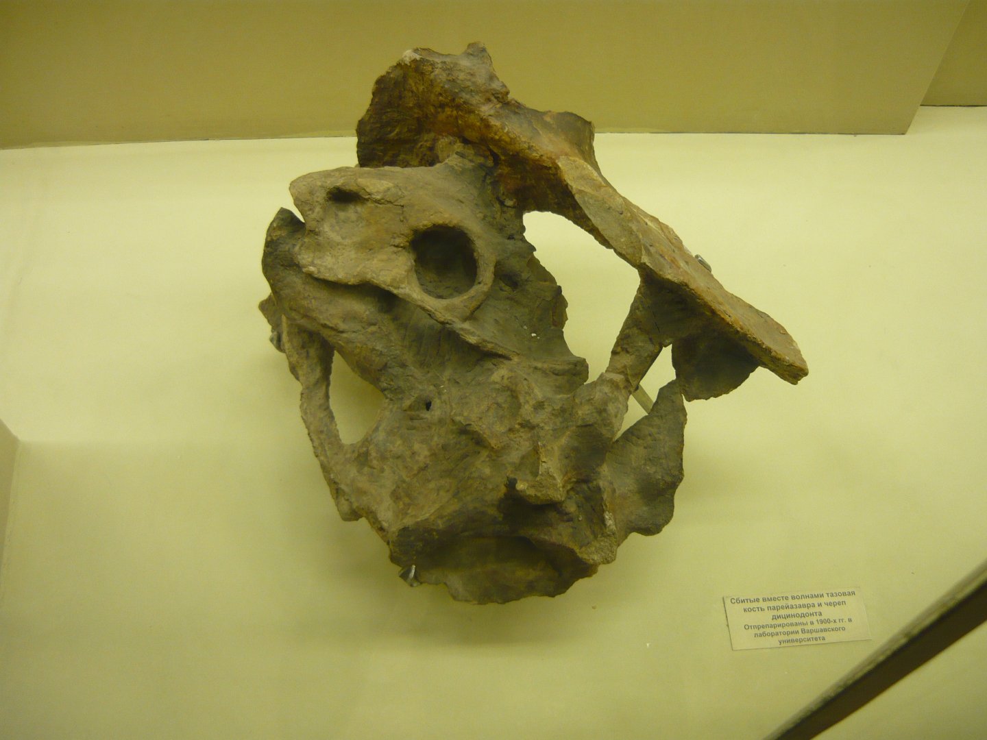 Dicynodont skull and Pareiasaur pelvis