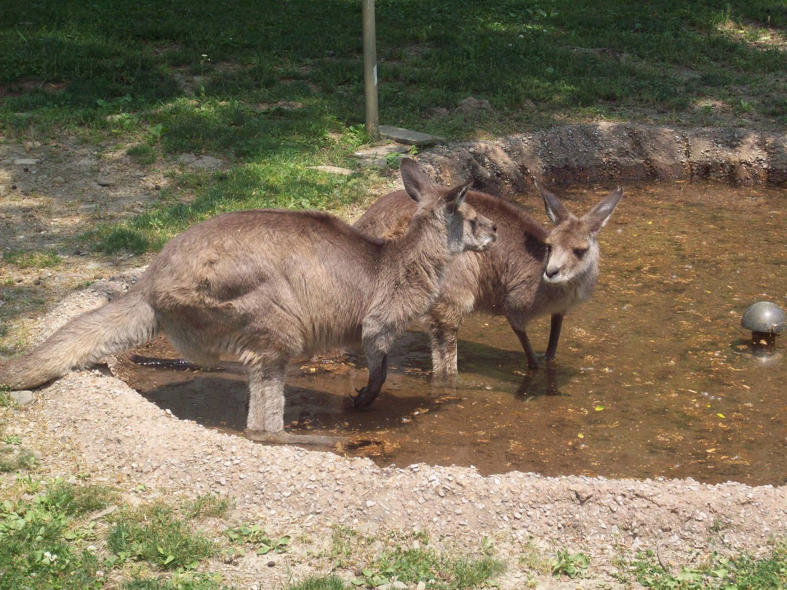 Did I say you could come into my pool?