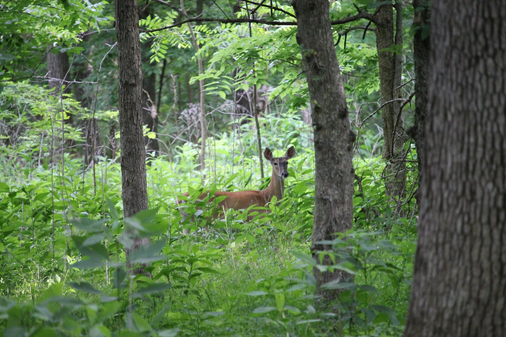 Did the deer see me?