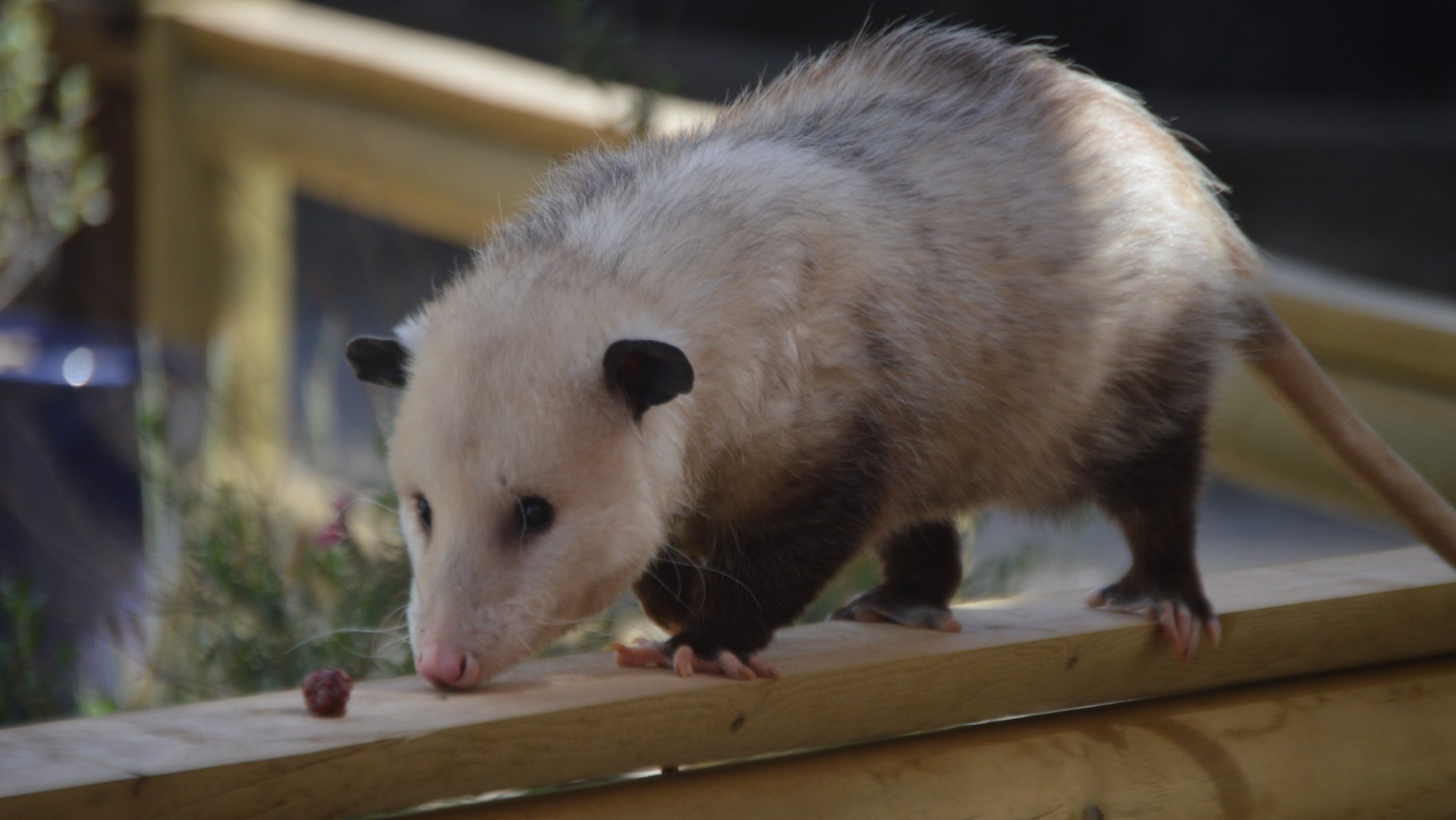 Didelphis virginiana