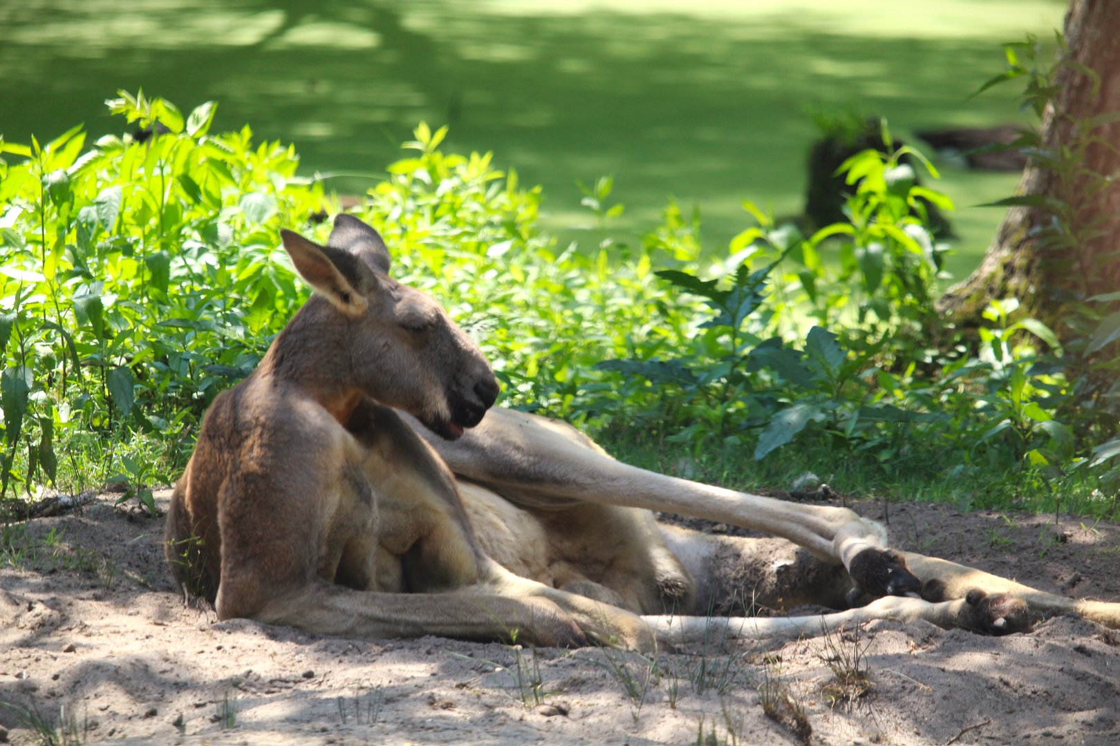 Didgeridoo Pass - Red Kangaroo