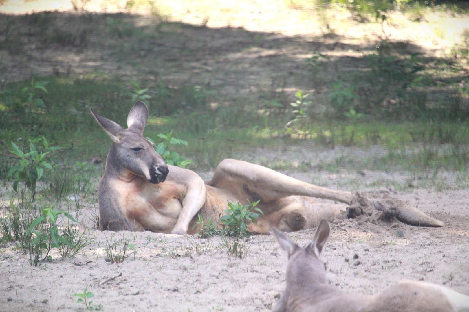 Didgeridoo Pass - Red Kangaroo