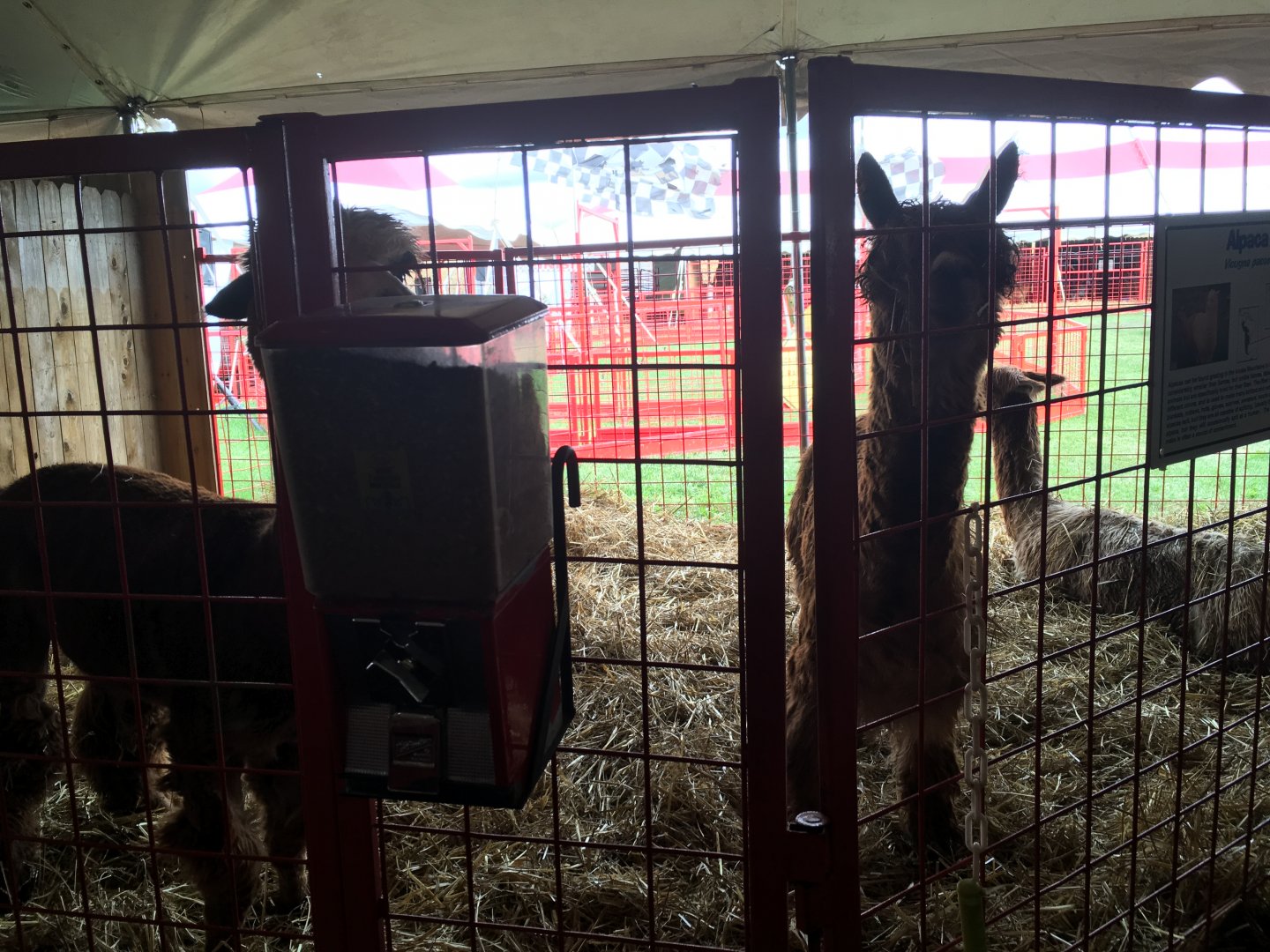 Didier Farms - Alpaca Pen