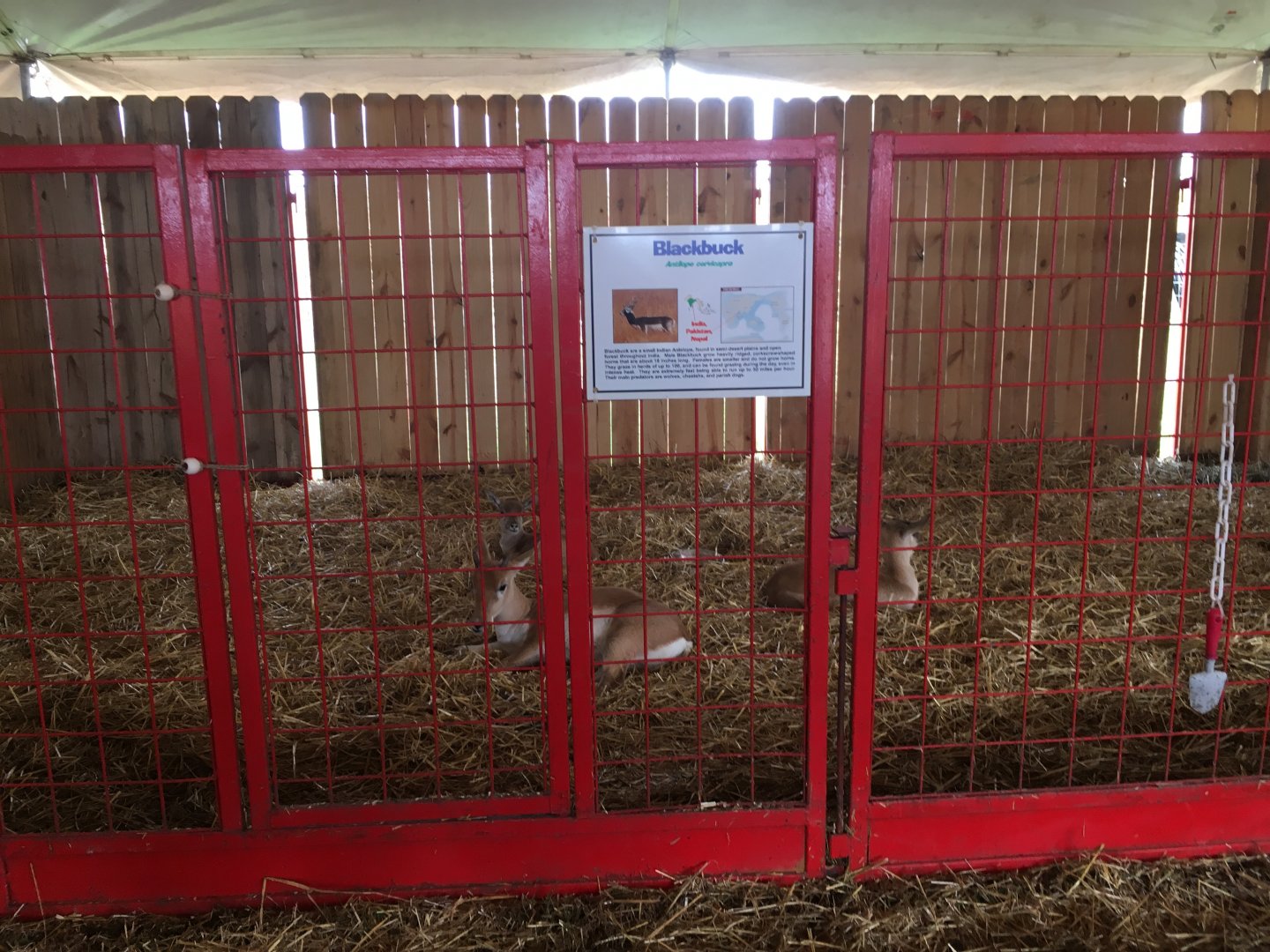 Didier Farms - Blackbuck Pen