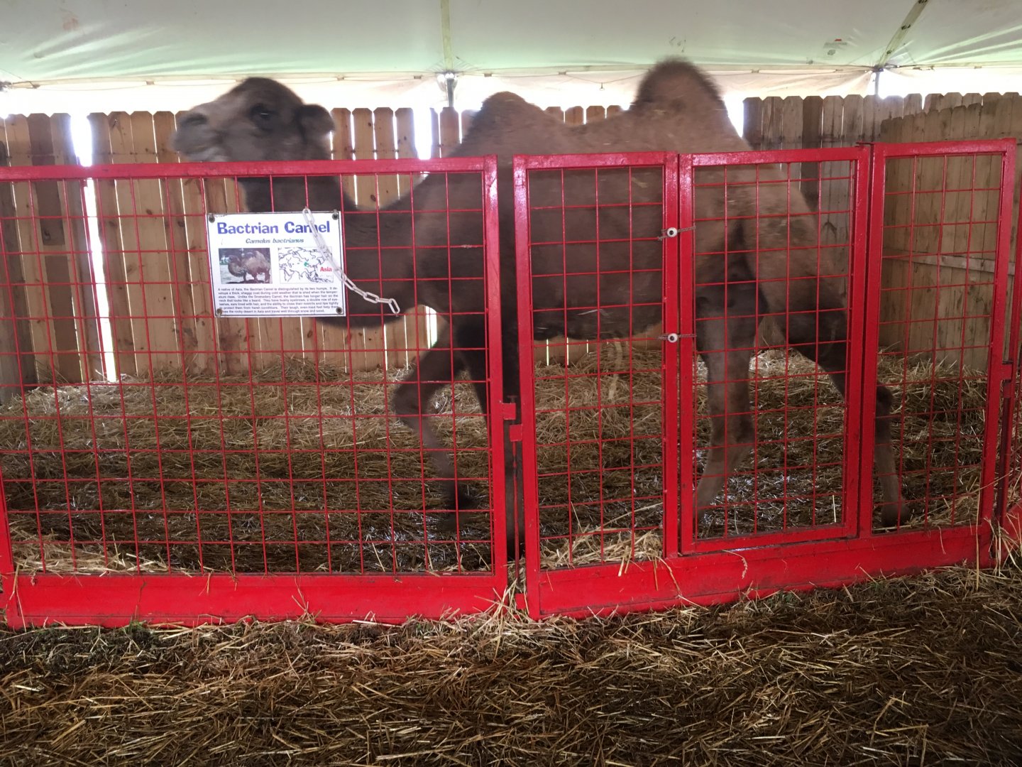 Didier Farms - Camel Pen