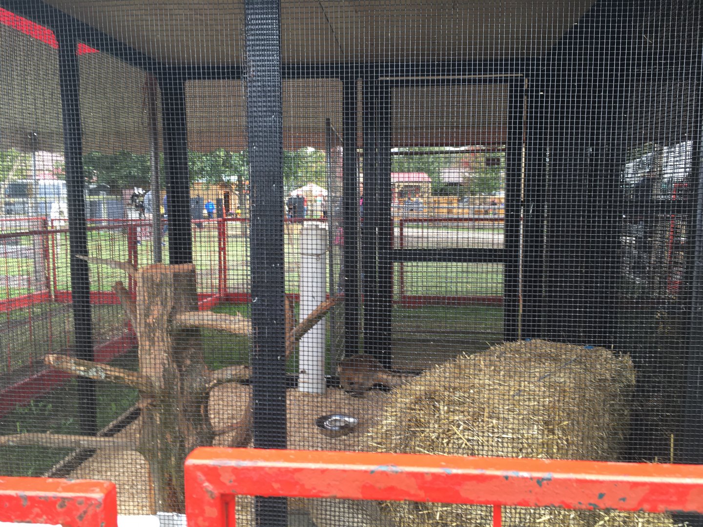 Didier Farms - Coatimundi Cage