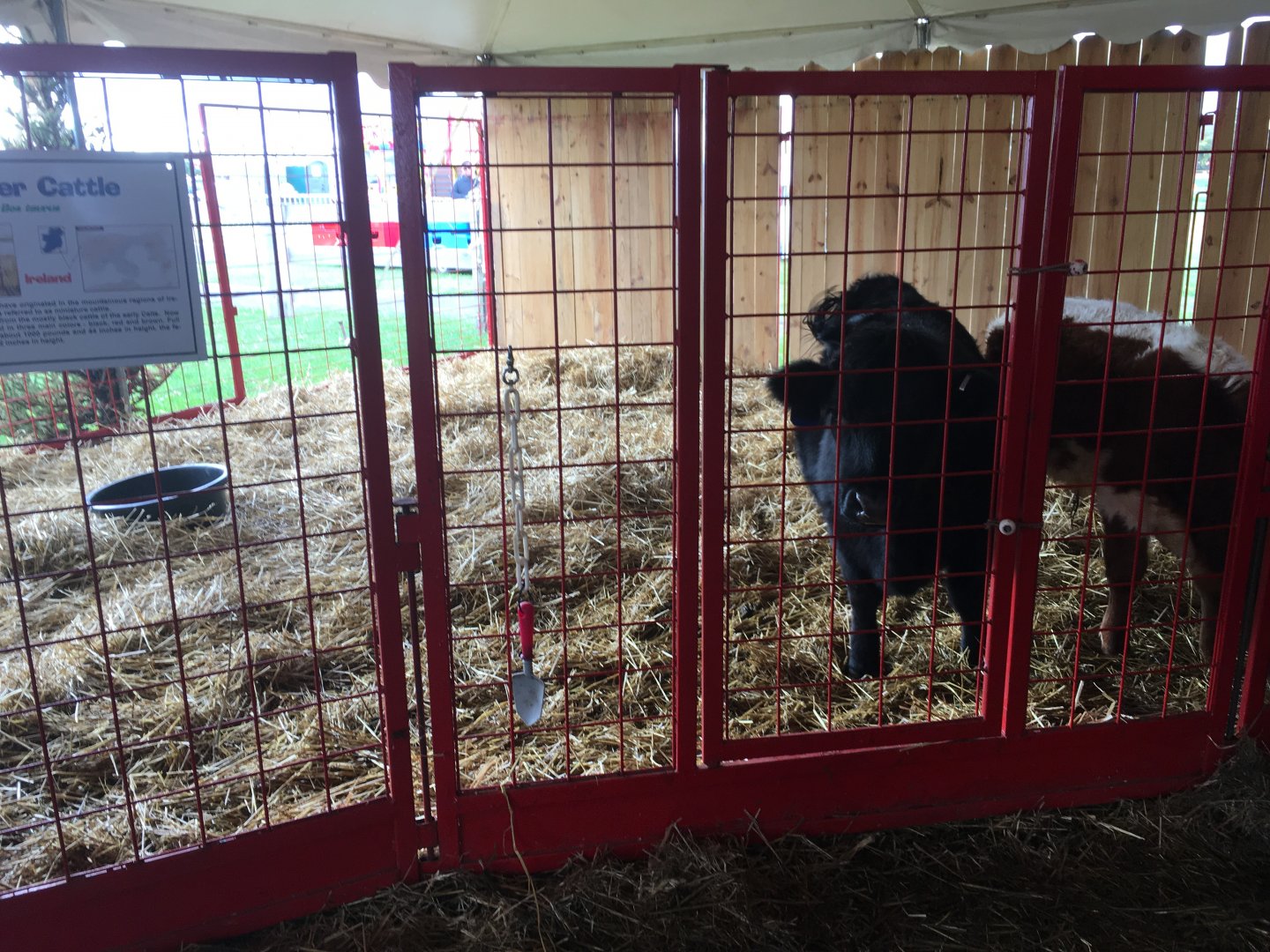 Didier Farms - Dexter Cattle Pen