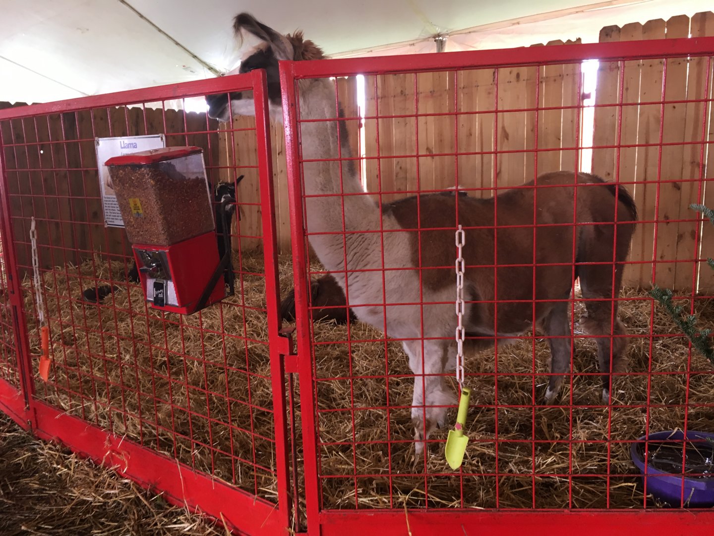 Didier Farms - Lama Pen