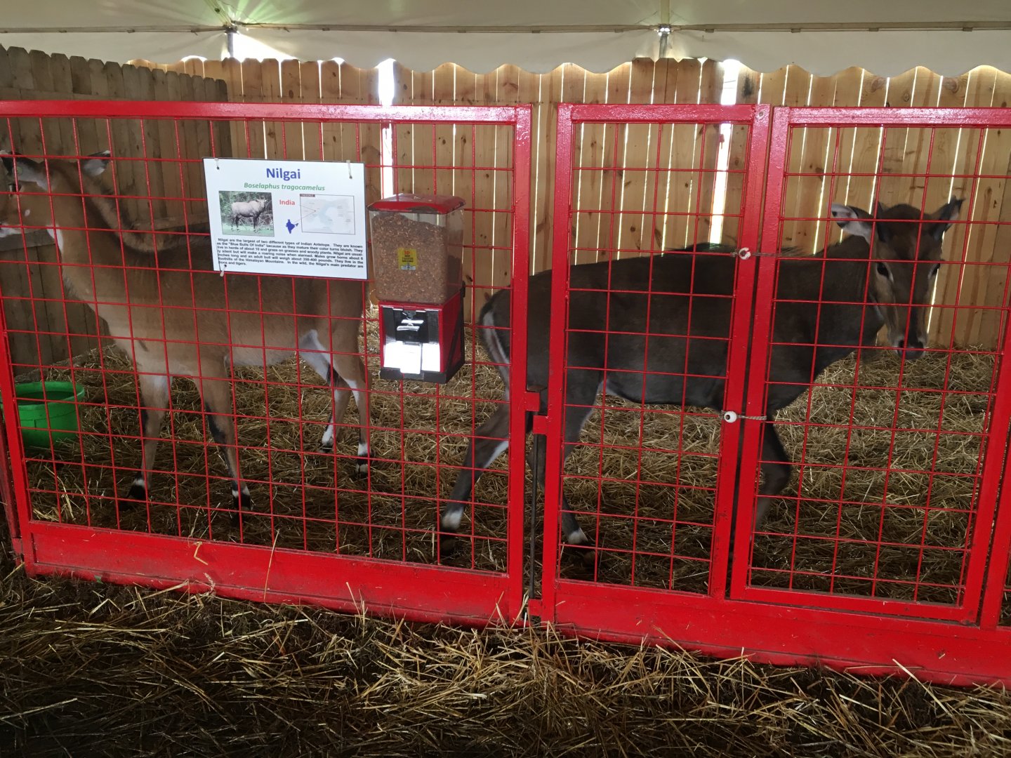 Didier Farms - Nilgai Pen