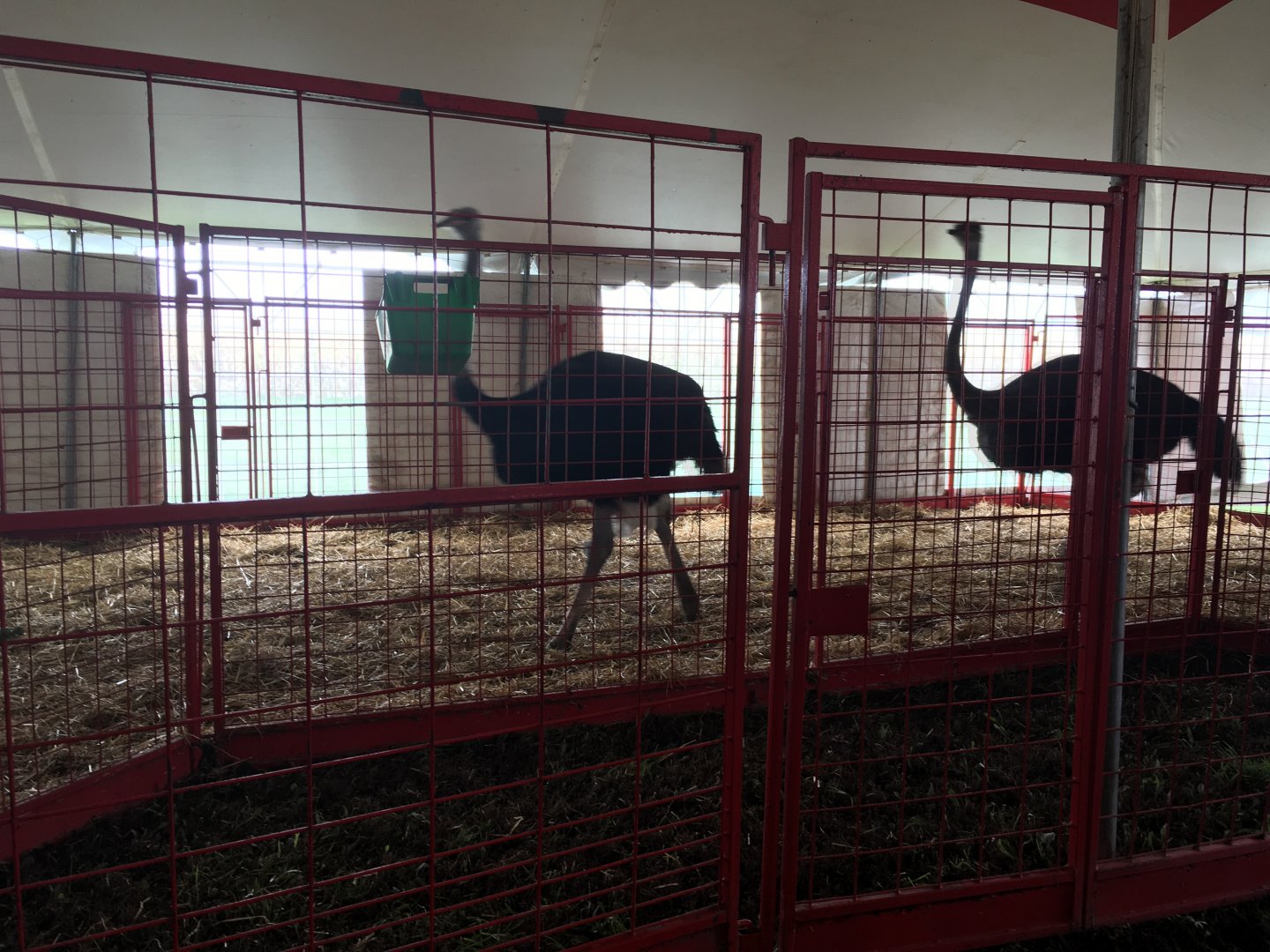 Didier Farms - Ostrich Pen