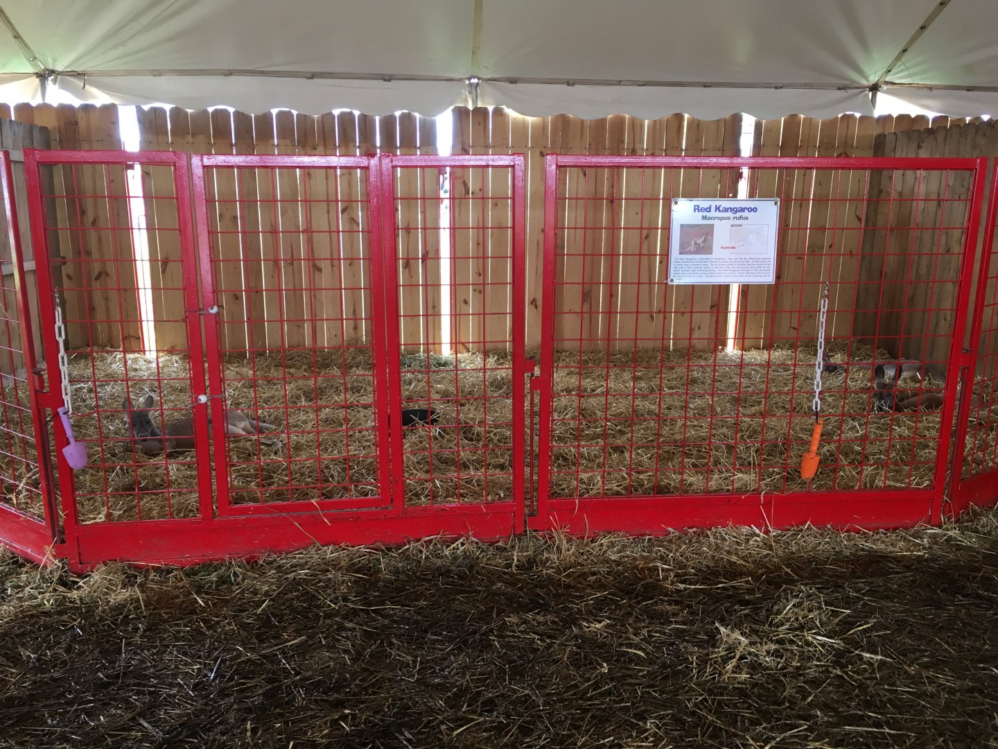 Didier Farms - Red Kangaroo Pen