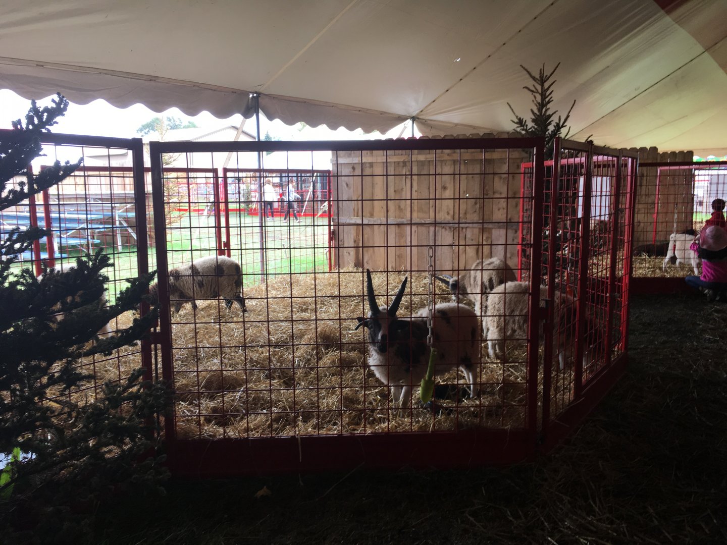 Didier Farms - Sheep Pen