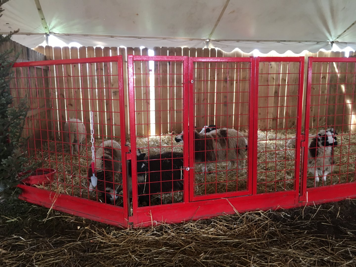 Didier Farms - Sheep Pen