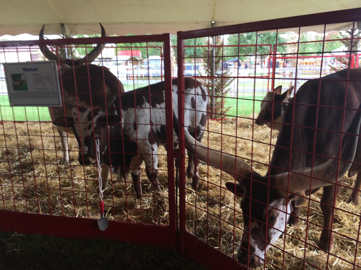 Didier Farms - Watusi Pen
