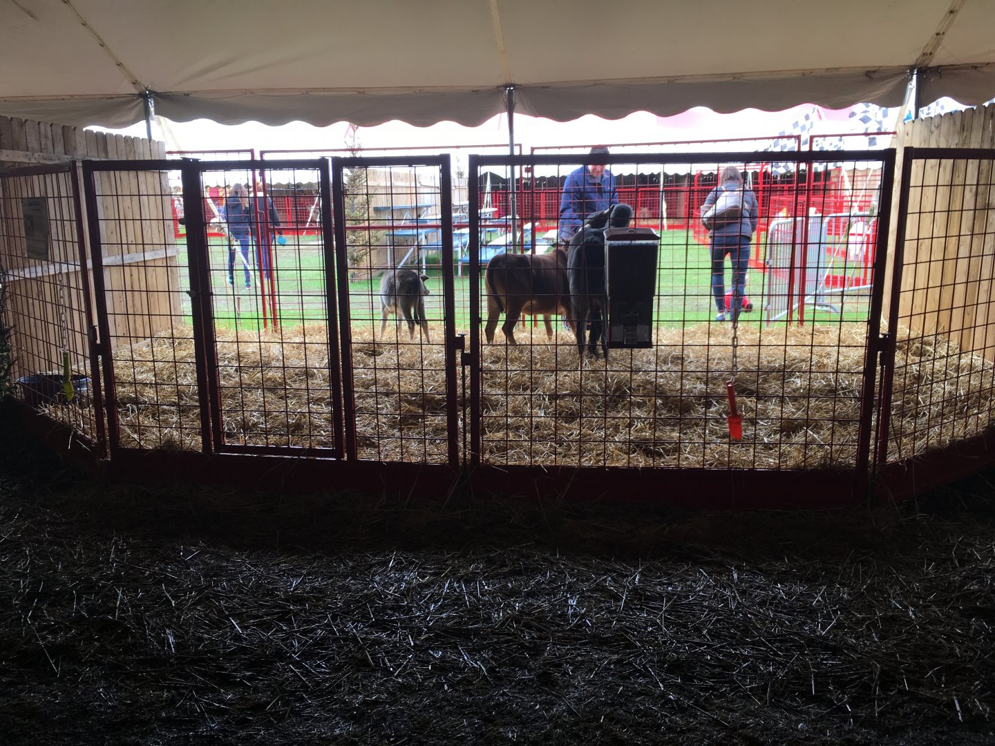 Didier Farms - Zebu Pen